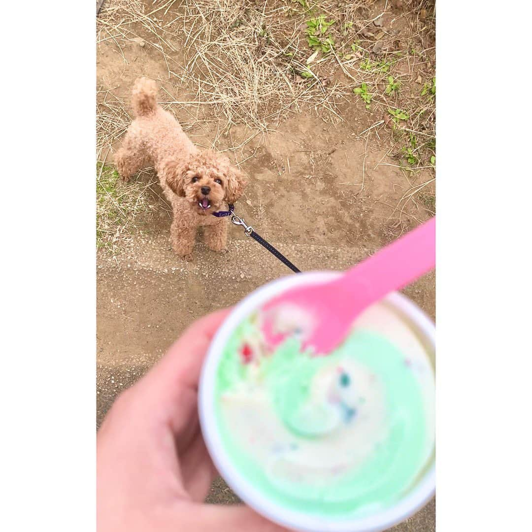 笹丘明里さんのインスタグラム写真 - (笹丘明里Instagram)「. 鼻炎の手術から３週間ちょっと🏥👃🩸 . 骨と粘膜と神経を切ったため、 まだ少し腫れもあったり(特に内側) 痛みや違和感もあり、鼻声や鼻水 鼻詰まりが少しまだつらいですが、 いつもの日常に戻れています🐥🍀 . 初めての全身麻酔は本当に怖かったし、 術後は数日間 震えと痛みが止まらなくて、 思い出したくないくらい壮絶でした、、。 . まだ術後検査があり 完治には 時間がかかりますが、焦らずゆっくり 治していきたいと思います🐽🌼 . 手術の際はたくさんのDMやご連絡など あたたかいメッセージを、本当に本当に ありがとうございました😢🙏💌✨ . #鼻中隔湾曲症 #鼻中隔 #鼻中隔矯正術 #後鼻神経切断術 #下鼻甲介切除術 #術後 #下鼻甲介骨切除術 #鼻のクリニック #下鼻甲介粘膜切除術 #鼻炎 #鼻炎改善 #鼻炎手術 #アレルギー性鼻炎 #京橋 #鼻のクリニック東京 #全身麻酔 #手術 #花粉症 #鼻炎対策 #アレルギー #手術後 . #いぬすたぐらむ #トイプードル #サーティワン #toypoodle #ふわもこ部 #いぬのいる暮らし #tinypoodle #愛犬 #笹丘明里」10月8日 16時12分 - akari_sasaoka