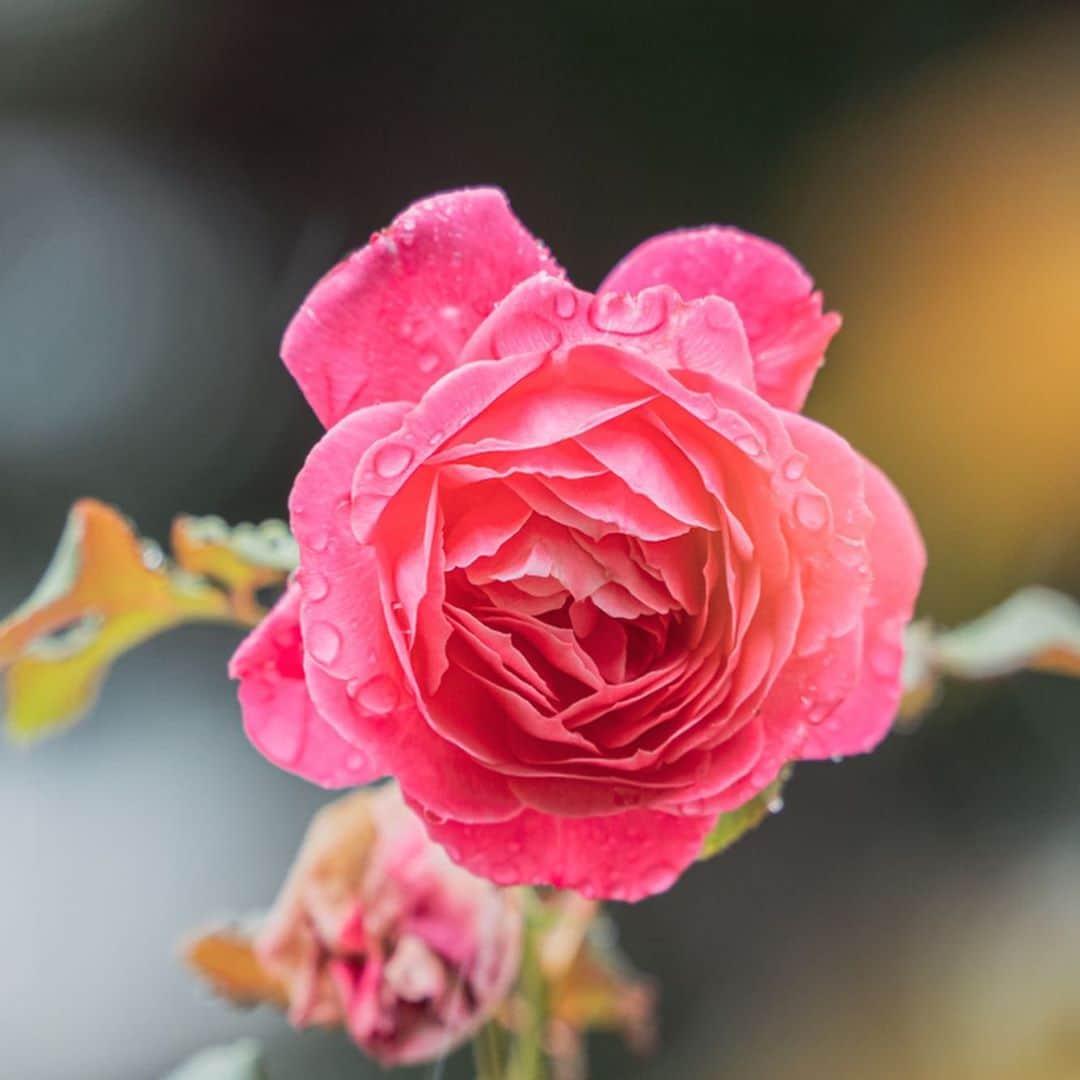 平塚市さんのインスタグラム写真 - (平塚市Instagram)「* 【雨の秋ばらさんぽ】 雨だったので、 近場のバラスポットへ。 今日の写真は八幡山の洋館。 雨に濡れたばらの花は、 秋の物憂げな雰囲気にぴったり。 *** #手をつなぎたくなる街 #hiratsukagood #hiratsuka#平塚 #kanagawaphotoclub #rose#バラ #ばら#薔薇 #秋バラ#雨 #秋の花#芸術の秋 #はなすたぐらむ #はなまっぷ#ザ花部 #週末の過ごし方 #日々#暮らし #instagramjapan#igersjp」10月8日 16時29分 - hiratsukagood