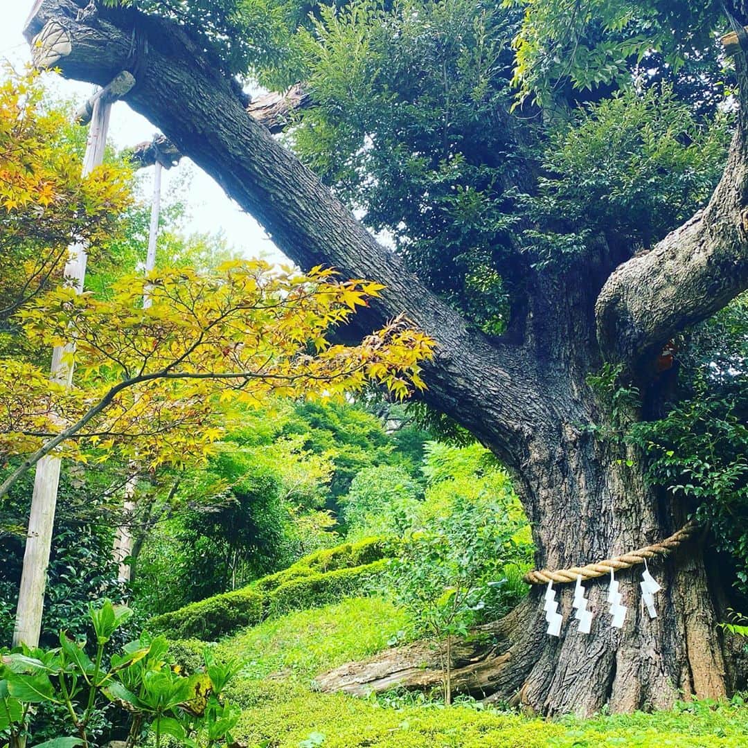 ホテル椿山荘東京さんのインスタグラム写真 - (ホテル椿山荘東京Instagram)「本日は「木の日」。 庭園内には樹齢500年以上の御神木があります。ホテル椿山荘東京最古の椎の樹木です。  @hotelchinzansotokyo_official  #木の日 #御神木」10月8日 16時21分 - hotelchinzansotokyo_official