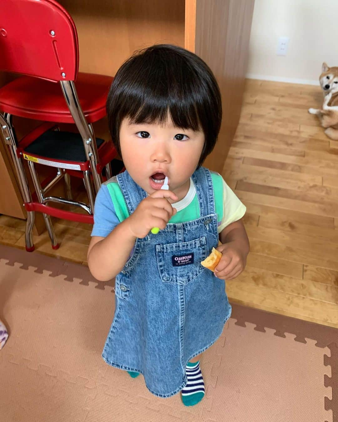 藍さんのインスタグラム写真 - (藍Instagram)「歌瑠多、今日で2歳になりました♡ お誕生日おめでとう😊  虎とは真逆で今日まで熱も出したことなく健康元気な歌瑠多に、 セルフねんねが上手な歌瑠多に、 なんでも自分でやりたい歌瑠多に、 母はたくさんたくさん助けてもらってます😊  虎が大好き♡ 犬たちが大好き♡ もちろん父母のことも大好き♡？  これからも優しくて可愛い歌瑠多でいてな♡  10月は虎と歌瑠多の父の誕生日もあるので、一緒にお祝いしたよんー♬ 父はまた後日ステーキ食べに行こう🥩🍴  #歌瑠多 #誕生日 #happybirthday #2歳 #おめでとう #父もおめでとう」10月8日 16時48分 - matsuoai