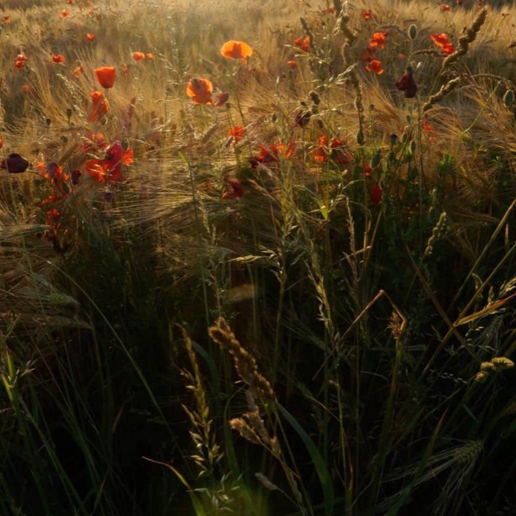 のインスタグラム：「Nature appreciation. . . .  #inspo #mood #breesince1970 #madetomakeadifference #handbags #leatherbags #purequality #purefashion #sustainablefashion」