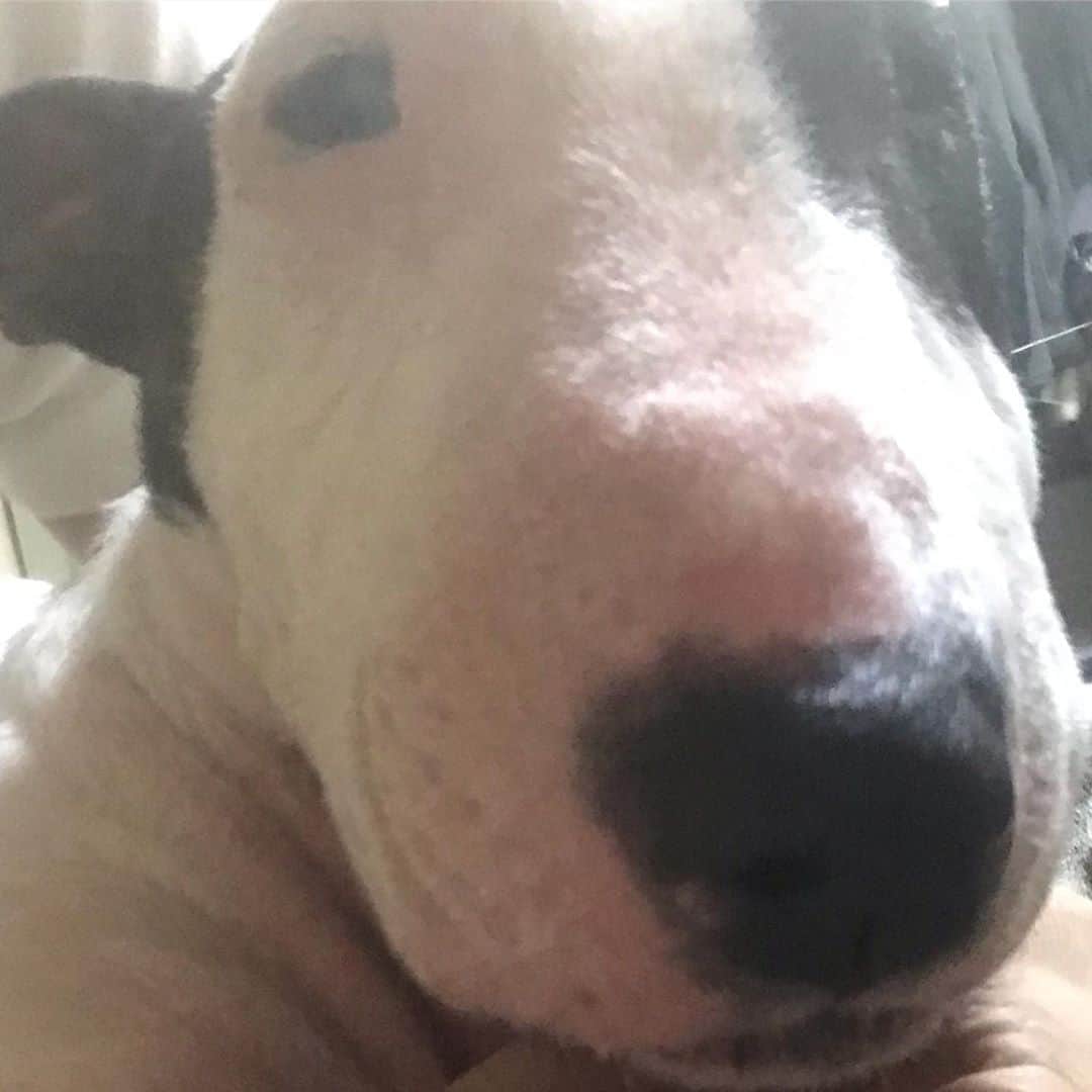 Q太郎さんのインスタグラム写真 - (Q太郎Instagram)「#minituru#bull#terrier#minibullterrier#miniturubullterrier#dog#dogstagram#cute#qtaro#love#family#ミニチュア#ブルテリア#ミニチュアブルテリア#Q太郎」10月8日 16時53分 - qtaro.jun