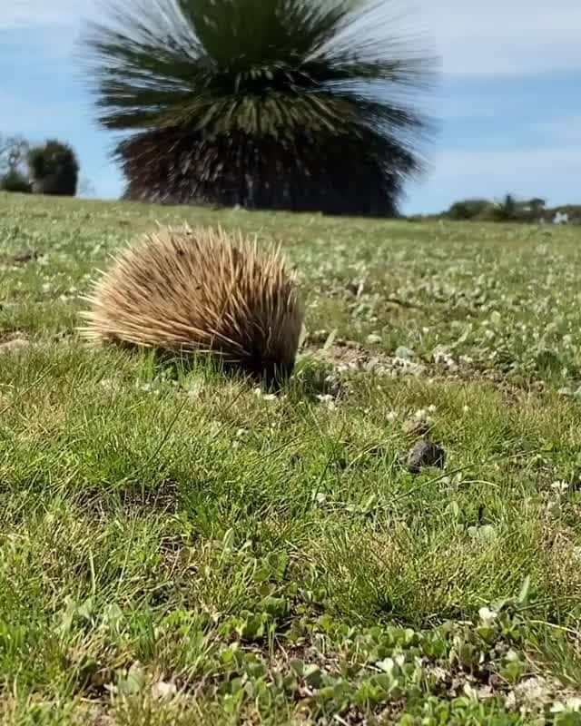 Australiaのインスタグラム