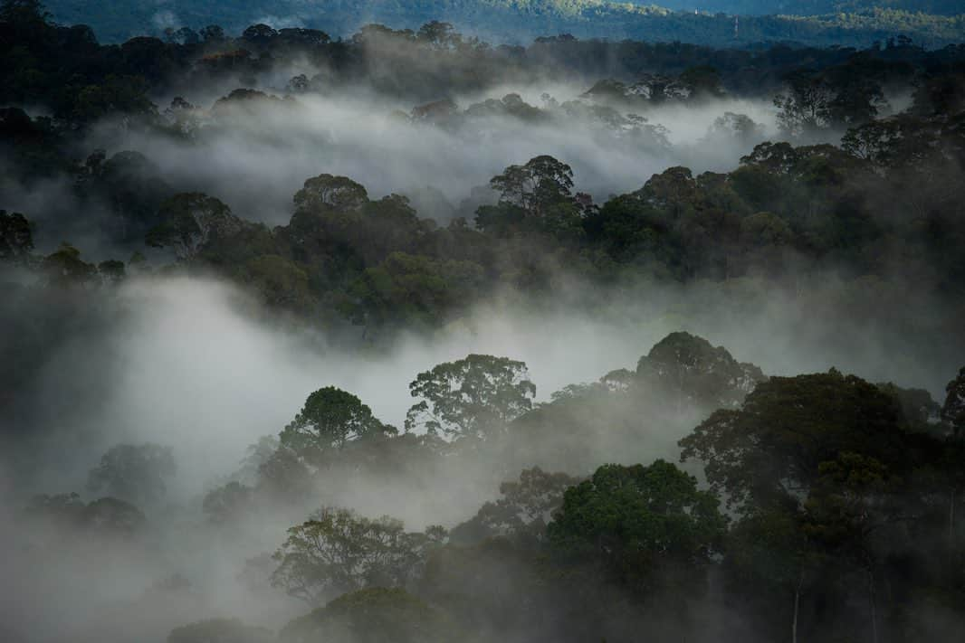 Michael Yamashitaさんのインスタグラム写真 - (Michael YamashitaInstagram)「Sunrise breaks through the fog above the canopy in Ulu Temburong National Park, Brunei Darussalam. Kept out of humanity’s reach for as long as they have existed, these lush green jungles make up more than 70% of the country and are some of the oldest on the planet.  Through my work, I've been fortunate to see and record some of the world’s most pristine environments before man-made and natural conditions have altered the ecological balance.  Today, I am honored to be selected as an ambassador of the prestigious global environmental initiative and award, the Earthshot Prize, spearheaded by Great Britain's Prince William, Duke of Cambridge and Sir David Attenborough, broadcaster and natural historian. The prize, which will award £50 million over ten years to individuals and teams who devise solutions to bring about positive change for the environment, aims to emphasize humanity's powers of ingenuity and collective action. The Earthshot Prize is centered around five key goals for healing our planet's endangered environment by 2030: Protect and restore nature; Clean our air; Revive our oceans; Build a waste-free world and Fix our climate.    Five winners will be announced each year for the next ten years, with the aim of celebrating and supporting at least 50 remedies for the planet's most pressing environmental problems.  I am proud to support the The Earthshot Prize, the most prestigious global environmental prize in history, designed to incentivise change and help repair our planet over the next 10 years, while turning the current pessimism surrounding environmental issues into optimism and hope for the future.   To learn more, follow @EarthshotPrize @kensingtonroyal @davidattenborough #earthshotprize」10月9日 3時53分 - yamashitaphoto