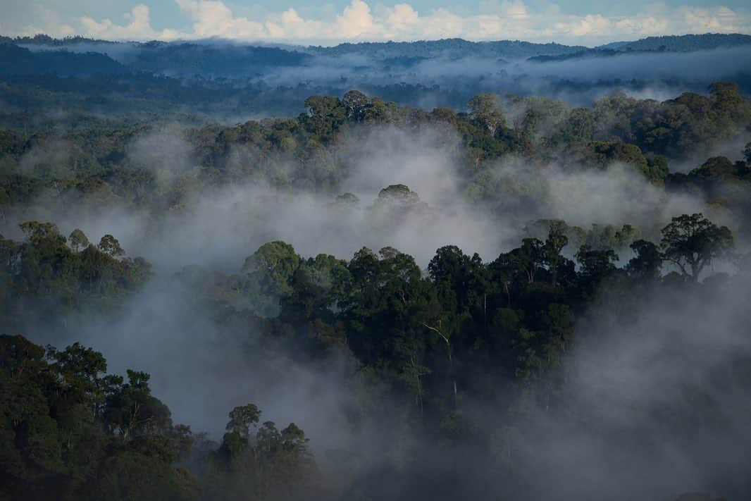 Michael Yamashitaさんのインスタグラム写真 - (Michael YamashitaInstagram)「Sunrise breaks through the fog above the canopy in Ulu Temburong National Park, Brunei Darussalam. Kept out of humanity’s reach for as long as they have existed, these lush green jungles make up more than 70% of the country and are some of the oldest on the planet.  Through my work, I've been fortunate to see and record some of the world’s most pristine environments before man-made and natural conditions have altered the ecological balance.  Today, I am honored to be selected as an ambassador of the prestigious global environmental initiative and award, the Earthshot Prize, spearheaded by Great Britain's Prince William, Duke of Cambridge and Sir David Attenborough, broadcaster and natural historian. The prize, which will award £50 million over ten years to individuals and teams who devise solutions to bring about positive change for the environment, aims to emphasize humanity's powers of ingenuity and collective action. The Earthshot Prize is centered around five key goals for healing our planet's endangered environment by 2030: Protect and restore nature; Clean our air; Revive our oceans; Build a waste-free world and Fix our climate.    Five winners will be announced each year for the next ten years, with the aim of celebrating and supporting at least 50 remedies for the planet's most pressing environmental problems.  I am proud to support the The Earthshot Prize, the most prestigious global environmental prize in history, designed to incentivise change and help repair our planet over the next 10 years, while turning the current pessimism surrounding environmental issues into optimism and hope for the future.   To learn more, follow @EarthshotPrize @kensingtonroyal @davidattenborough #earthshotprize」10月9日 3時53分 - yamashitaphoto