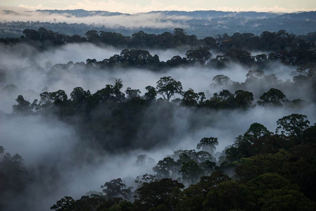 Michael Yamashitaさんのインスタグラム写真 - (Michael YamashitaInstagram)「Sunrise breaks through the fog above the canopy in Ulu Temburong National Park, Brunei Darussalam. Kept out of humanity’s reach for as long as they have existed, these lush green jungles make up more than 70% of the country and are some of the oldest on the planet.  Through my work, I've been fortunate to see and record some of the world’s most pristine environments before man-made and natural conditions have altered the ecological balance.  Today, I am honored to be selected as an ambassador of the prestigious global environmental initiative and award, the Earthshot Prize, spearheaded by Great Britain's Prince William, Duke of Cambridge and Sir David Attenborough, broadcaster and natural historian. The prize, which will award £50 million over ten years to individuals and teams who devise solutions to bring about positive change for the environment, aims to emphasize humanity's powers of ingenuity and collective action. The Earthshot Prize is centered around five key goals for healing our planet's endangered environment by 2030: Protect and restore nature; Clean our air; Revive our oceans; Build a waste-free world and Fix our climate.    Five winners will be announced each year for the next ten years, with the aim of celebrating and supporting at least 50 remedies for the planet's most pressing environmental problems.  I am proud to support the The Earthshot Prize, the most prestigious global environmental prize in history, designed to incentivise change and help repair our planet over the next 10 years, while turning the current pessimism surrounding environmental issues into optimism and hope for the future.   To learn more, follow @EarthshotPrize @kensingtonroyal @davidattenborough #earthshotprize」10月9日 3時53分 - yamashitaphoto