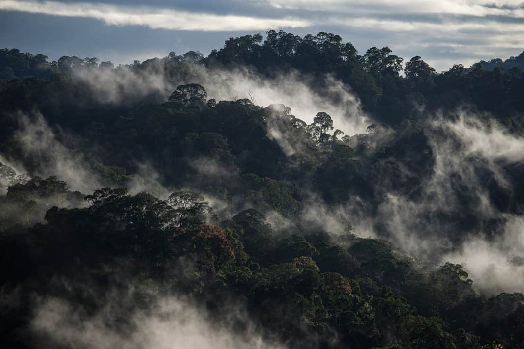 Michael Yamashitaさんのインスタグラム写真 - (Michael YamashitaInstagram)「Sunrise breaks through the fog above the canopy in Ulu Temburong National Park, Brunei Darussalam. Kept out of humanity’s reach for as long as they have existed, these lush green jungles make up more than 70% of the country and are some of the oldest on the planet.  Through my work, I've been fortunate to see and record some of the world’s most pristine environments before man-made and natural conditions have altered the ecological balance.  Today, I am honored to be selected as an ambassador of the prestigious global environmental initiative and award, the Earthshot Prize, spearheaded by Great Britain's Prince William, Duke of Cambridge and Sir David Attenborough, broadcaster and natural historian. The prize, which will award £50 million over ten years to individuals and teams who devise solutions to bring about positive change for the environment, aims to emphasize humanity's powers of ingenuity and collective action. The Earthshot Prize is centered around five key goals for healing our planet's endangered environment by 2030: Protect and restore nature; Clean our air; Revive our oceans; Build a waste-free world and Fix our climate.    Five winners will be announced each year for the next ten years, with the aim of celebrating and supporting at least 50 remedies for the planet's most pressing environmental problems.  I am proud to support the The Earthshot Prize, the most prestigious global environmental prize in history, designed to incentivise change and help repair our planet over the next 10 years, while turning the current pessimism surrounding environmental issues into optimism and hope for the future.   To learn more, follow @EarthshotPrize @kensingtonroyal @davidattenborough #earthshotprize」10月9日 3時53分 - yamashitaphoto