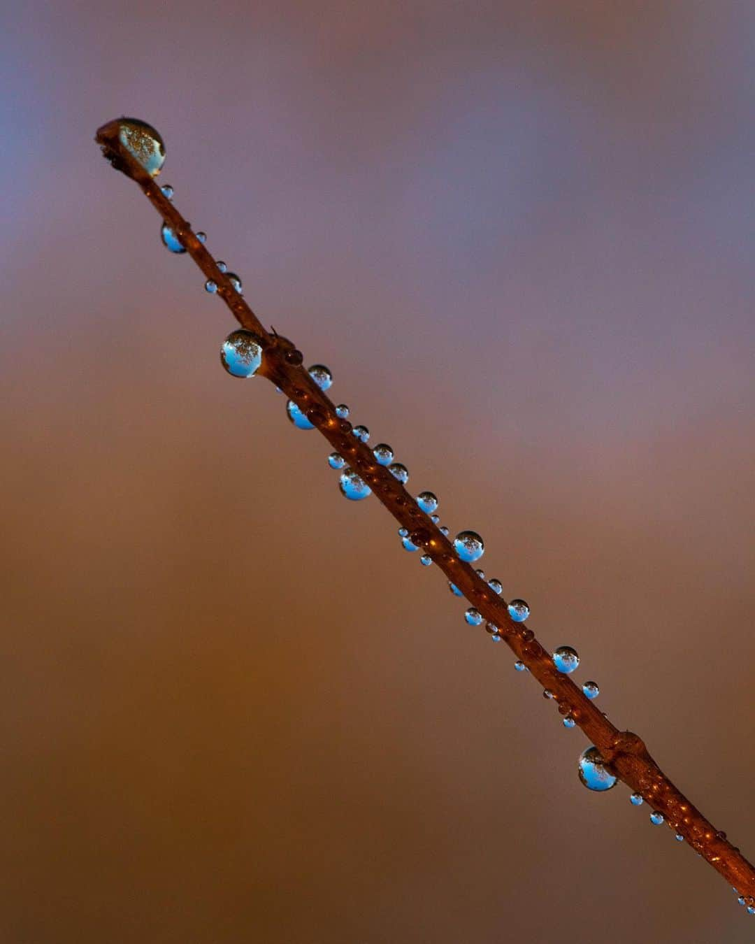 アンジー・ペインのインスタグラム：「Those Fall vibes. A small collection from three recent days out. What a joy it has been to feel that chill in the morning air and watch the colors change.  • • • #macro #macrophotography」