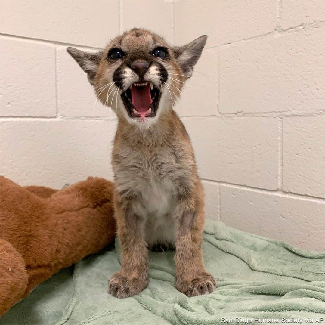 ABC Newsさんのインスタグラム写真 - (ABC NewsInstagram)「An orphaned mountain lion cub that was found dying by California firefighters as wildfires have raged up and down the West coast, was nursed back to health ar the society's Project Wildlife Center. #mountainlions #bigcats #wildfires #animals #us」10月9日 2時26分 - abcnews