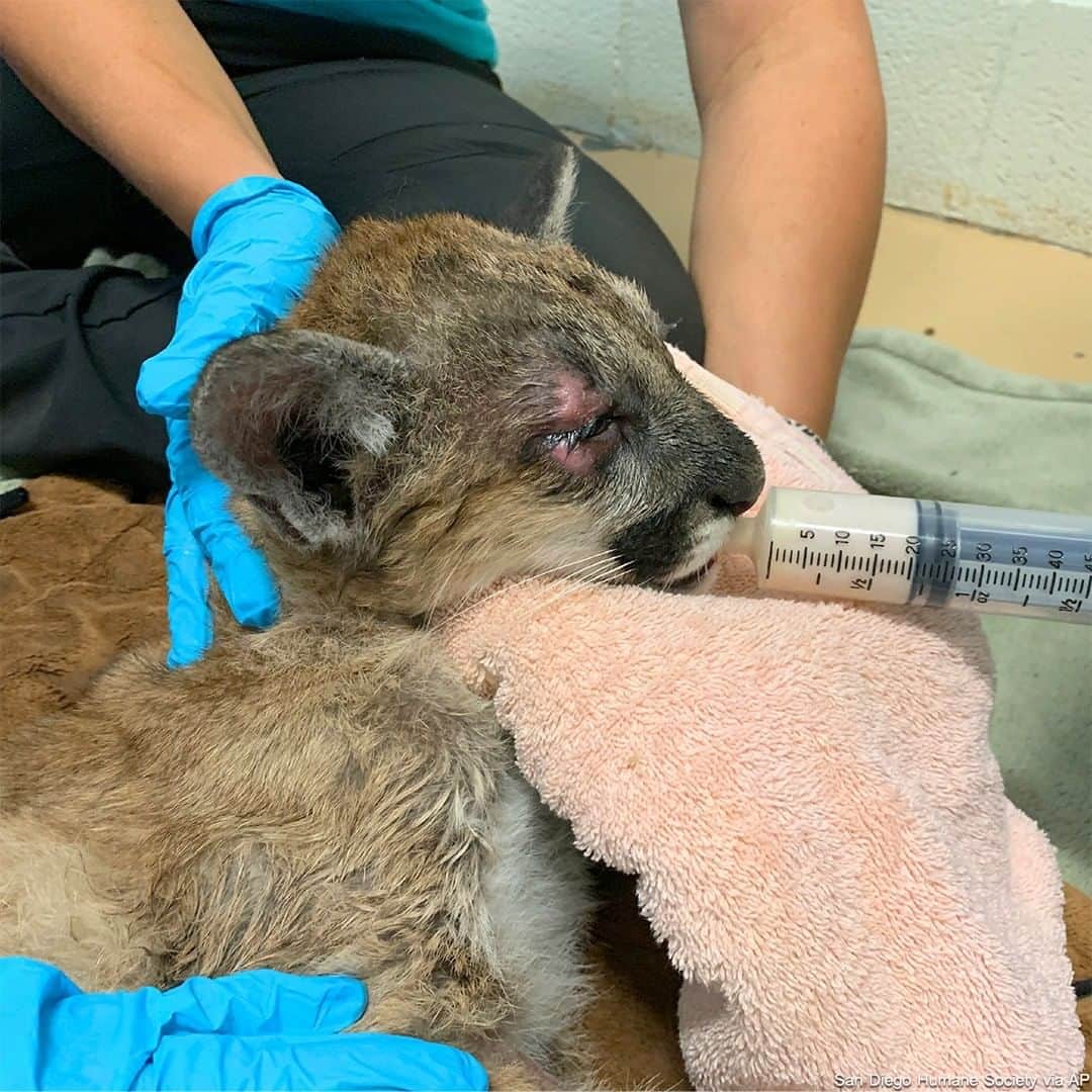 ABC Newsさんのインスタグラム写真 - (ABC NewsInstagram)「An orphaned mountain lion cub that was found dying by California firefighters as wildfires have raged up and down the West coast, was nursed back to health ar the society's Project Wildlife Center. #mountainlions #bigcats #wildfires #animals #us」10月9日 2時26分 - abcnews