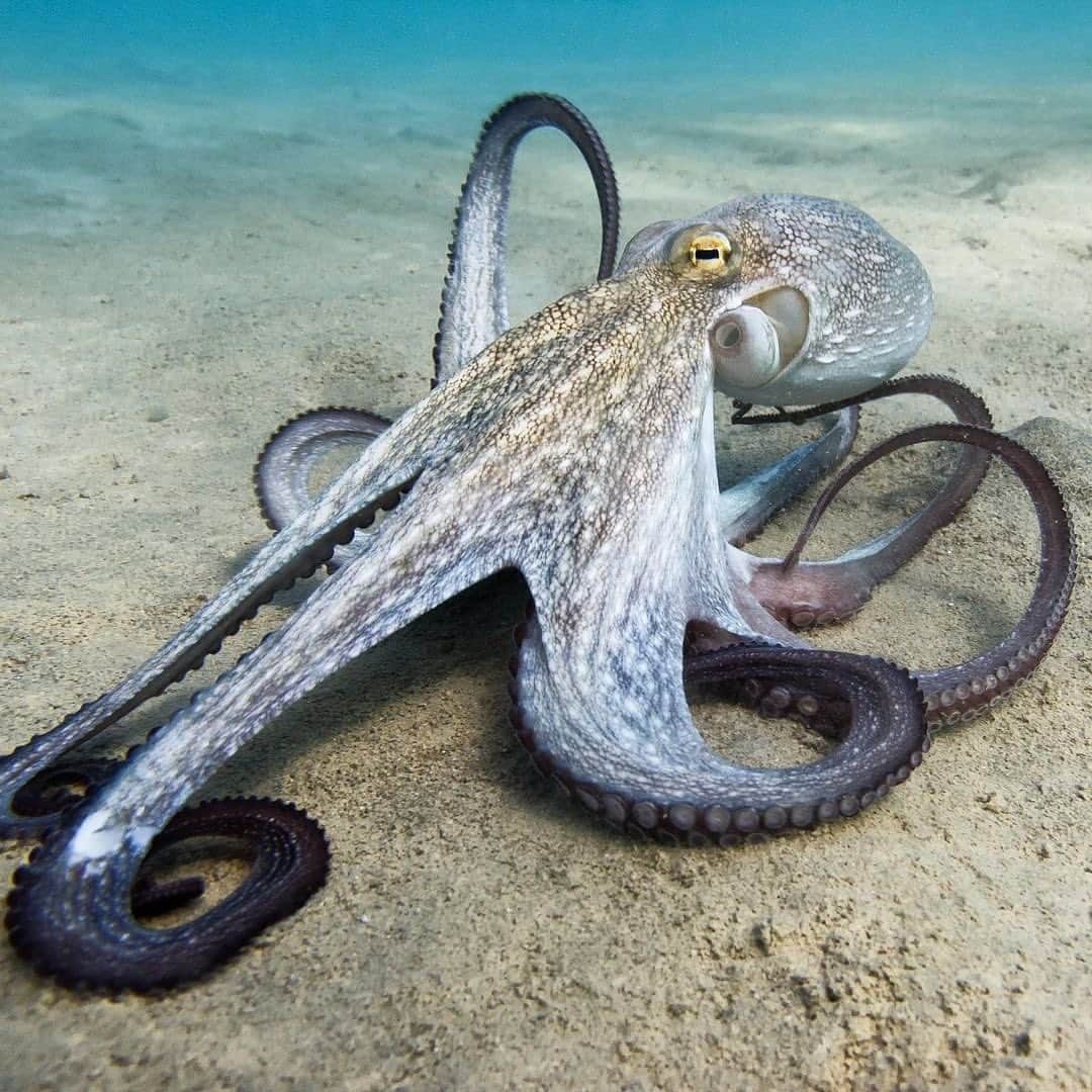 ブライス・ジョンソンのインスタグラム：「It's #WorldOctopusDay! 🐙 If you haven’t seen ‘My Octopus’s Teacher’ on Netflix do yourself a favor, and watch it with your kiddies. It’s incredible! . With eight arms, three hearts and nine brains, octopuses are fascinating creatures. Celebrate octopuses today with a symbolic octopus adoption. All donations go toward making our oceans safer for octopuses and other marine life. Visit GIFT.OCEANA.ORG . 📸: ennar0 / Shutterstock #octopus #marinelife #ocean #MyOctopusTeacher  #repost @oceana ・・・」