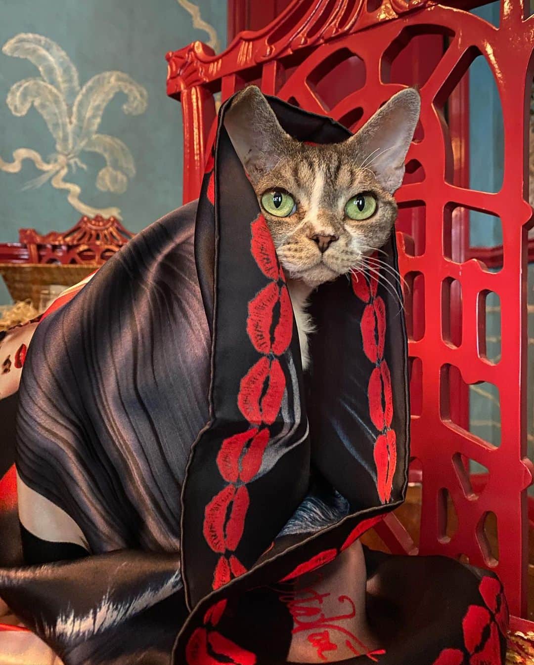 ディタ・フォン・ティースさんのインスタグラム写真 - (ディタ・フォン・ティースInstagram)「I don’t think I’ve been posting enough photos of my cats. Here we have retired #devonrex showgirl  @mademewsellevonteese modeling the @alimahdaviparis scarf, available now exclusively @luxfaire Luxfaire.com   #devonrexofinstagram」10月9日 3時36分 - ditavonteese
