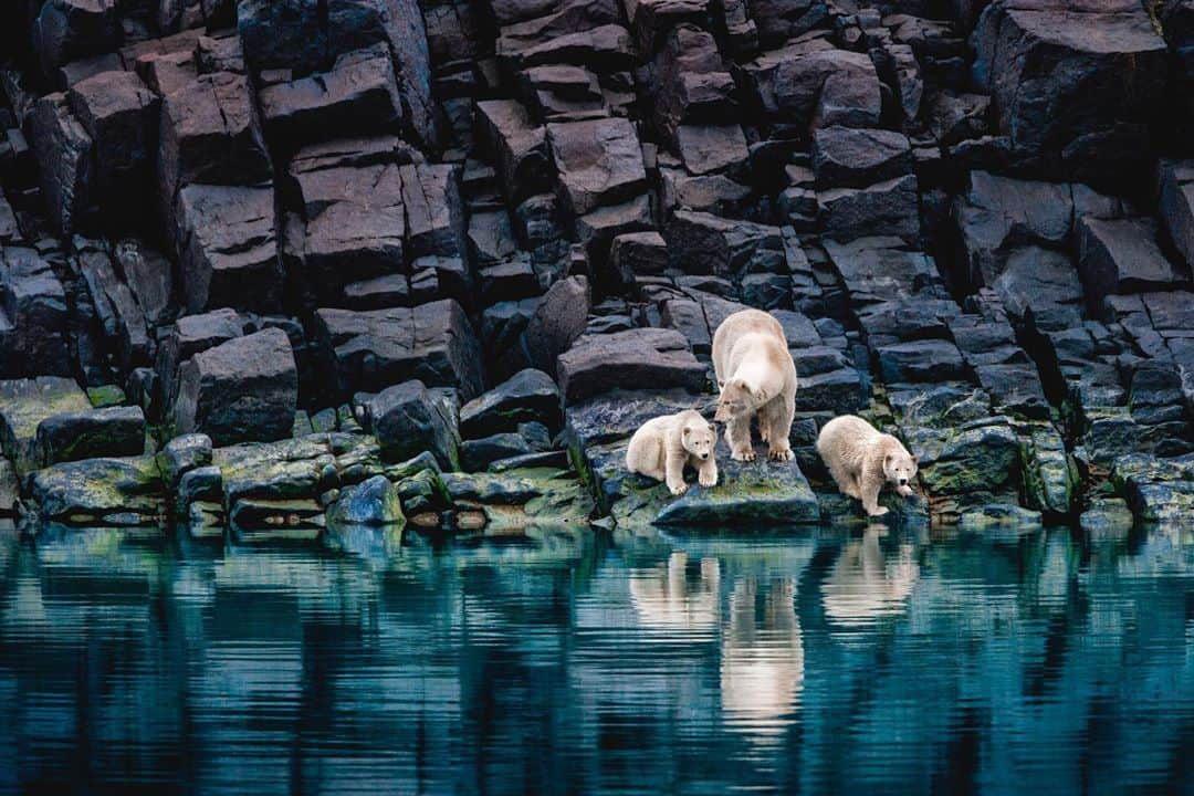 ナショナルジオグラフィックさんのインスタグラム写真 - (ナショナルジオグラフィックInstagram)「Photos by @paulnicklen / To say my experiences with polar bears have been life-changing would be an understatement. I was initially drawn to them for the same reasons as everyone else–the unique beauty of their snow-white fur, the raw strength of their features, the powerful gait with which they patrol the ice floes. But as I spent more and more time with them, I discovered qualities I hadn't expected–a patient, loving commitment to their cubs, a subtle artistry in their hunting, and a startling vulnerability in a rapidly changing world. Personality doesn't just belong to people, and I hope this image might impart the same impression on you. Follow me @PaulNicklen, and get to know the Arctic's most legendary apex predator up close and personal. #Bear #PolarBear #ApexPredator #Personality #FirstImpressions #Conservation #ClimateChange」10月9日 3時43分 - natgeo