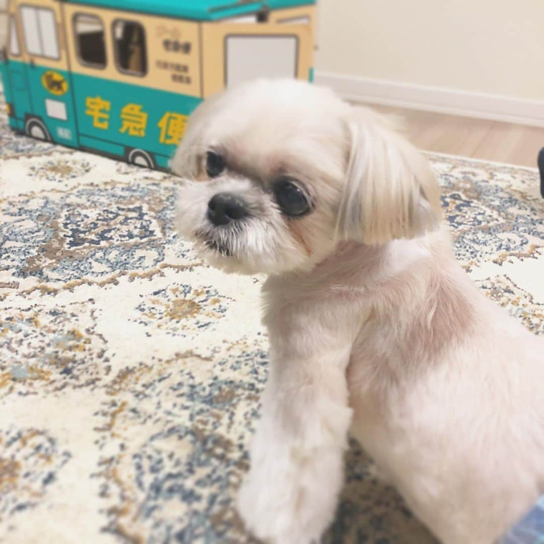 福田多希子さんのインスタグラム写真 - (福田多希子Instagram)「ちゃちゃ丸トリミング〜🐶﻿ はい、またまた今月も私よりマメに美容院に行っている美意識高め男子♡💄﻿ ﻿ 行きたい時に予約したら2、3週間先になってしまうので…前回から次の予約をして帰ることにしました﻿ 11月、12月の予約の予約もばっちり😊﻿ 年末はとくに混むからね、お早目に〜✂️🐶﻿さっぱり♡ ﻿ #12歳 #シーズー﻿ #シーズー大好き部  #シーズーlove  #シーズー大好き #シーズー犬  #シーズー部  #シーズー男の子」10月8日 18時57分 - yomeponta