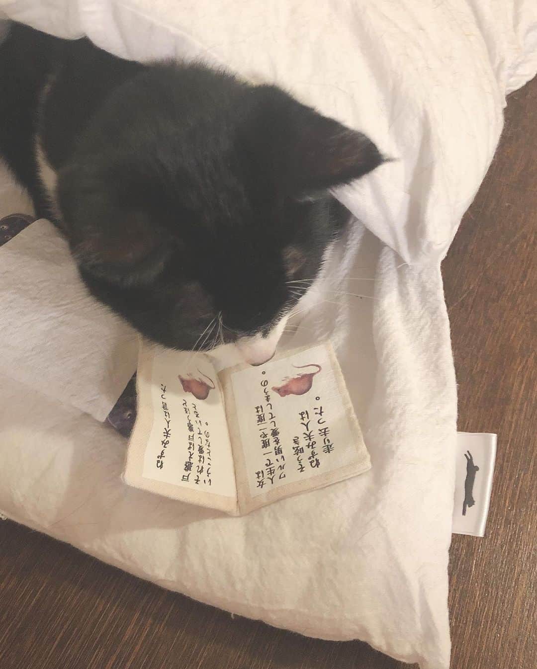 イチミ＆ポンズさんのインスタグラム写真 - (イチミ＆ポンズInstagram)「お泊り保育中にこっそり大人の本を読む子猫🔞」10月8日 18時55分 - shimejiwasabi