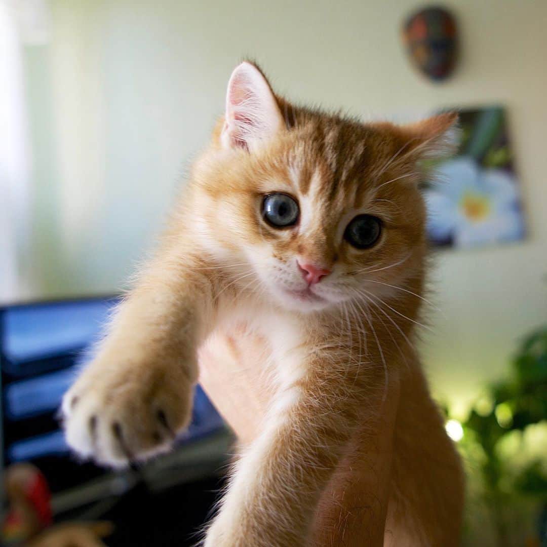Hosicoさんのインスタグラム写真 - (HosicoInstagram)「I am 2.5 months 👶 #tbt」10月8日 19時19分 - hosico_cat