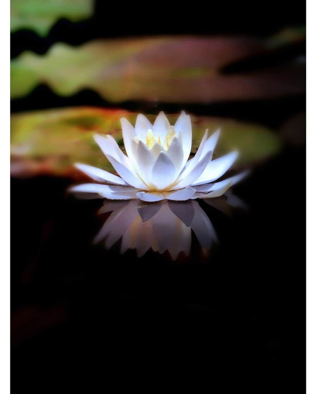 花の写真館のインスタグラム：「Photo by Vo Dinh Hung.⠀ .⠀ Original Post[投稿いただいたURL]⠀ https://www.facebook.com/photo.php?fbid=2366037717039188⠀ .⠀ 本アカウントは、 #私の花の写真 をつけてInstagramに投稿された皆さまの花の写真や、「花の写真館」Facebookページで投稿された花の写真を紹介します。⠀ 「花の写真館」Facebookページは、「 @floral.photograph 」のプロフィールにあるURLからご覧ください。⠀ .⠀ ※各自、政府、自治体など公的機関の指示に従った行動をお願いします。⠀⠀ 東京カメラ部および分室では、写真を「見る楽しみ」を提供することを通して、微力ながら皆様にわずかな時間でも癒しをお届けしたいと思っております。⠀ ※本アカウントは東京カメラ部がFacebook、Instagramのサービスを利用して運営しているもので、Facebook社・Instagramとは一切関係ありません。⠀ .⠀ #花の写真館 #floralphotograph #floralphoto #flower #flowers⠀ Follow: @floral.photograph」