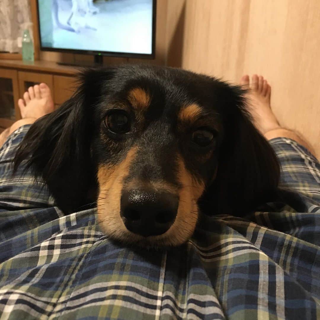 のインスタグラム：「パパの足の間が大好きなソラ君🐶❤️ #ミニチュアダックスフンド　#ブラックタン　#犬　#duchshund #dog」