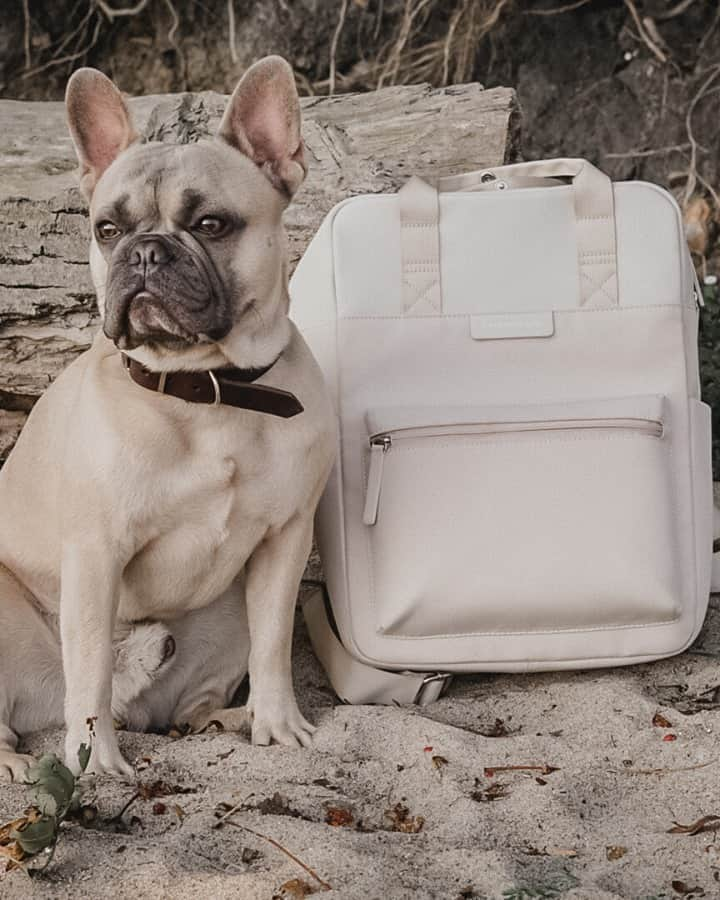 Kapten & Sonさんのインスタグラム写真 - (Kapten & SonInstagram)「'Best buddies.' 💛 Frenchie Hugo with our backpack Bergen "Sandstone" on the go - hopefully there are some treats inside! 🐶 @hugo.bananii #bekapten #kaptenandson⁠ .⁠ .⁠ .⁠ #backpack #dog #beach #bestbuddies #doglover #companion #travel #together #explore #dogwalk #treats #inspiration #dogsofinstagram」10月8日 20時01分 - kaptenandson