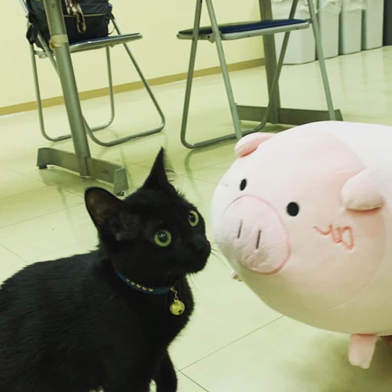日曜劇場『危険なビーナス』【公式】のインスタグラム：「現場レポート　その11🐖🐖🐖 . . 今日情報解禁になった #安全なビーナス ‼️ #蒼井翔太 さんがご出演になるのこと👏 . ミーハーな私ブーナス、 こっそりお邪魔して ご挨拶しました🐾 ねこさんお名前は...? ちゅーしてくれて嬉しい😍 . 初回放送まであと3️⃣日🎉 . . ※私はこのあと消毒されました🐽 . . #日曜劇場 #危険なビーナス #東野圭吾 #ブーナス #ブーナスの現場レポート #妻夫木聡 #吉高由里子 #ディーンフジオカ #染谷将太 #中村アン #堀田真由 #結木滉星 #福田麻貴 #3時のヒロイン #R指定 #CreepyNuts #麻生祐未 #坂井真紀 #安蘭けい #田口浩正 #池内万作 #栗田芳宏 #栗原英雄 #斉藤由貴 #戸田恵子 #小日向文世」