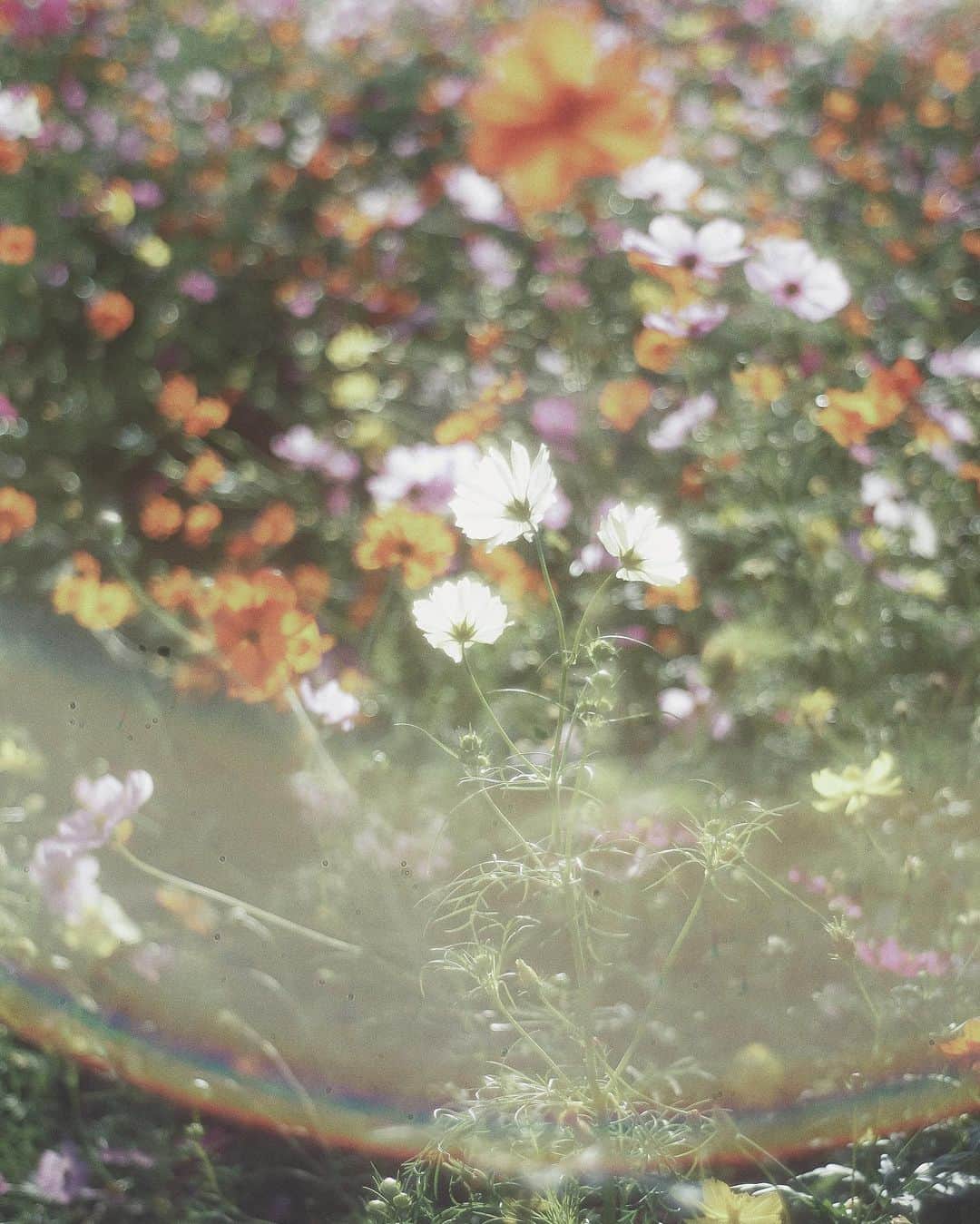 のインスタグラム：「Youth in my light place  ㅤㅤㅤㅤㅤㅤㅤㅤㅤㅤㅤㅤㅤ ㅤㅤㅤㅤㅤㅤㅤㅤㅤㅤㅤㅤㅤ 台風でコスモス飛ばないでほしいなぁ。。 ㅤㅤㅤㅤㅤㅤㅤㅤㅤㅤㅤㅤㅤ ㅤㅤㅤㅤㅤㅤㅤㅤㅤㅤㅤㅤㅤ #wagnus_cosmo_cosmos  #summilux35」