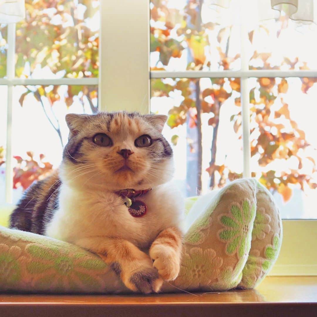 takegaeruのインスタグラム：「秋まりん🍁🍂   #cat #scottishfold #猫 #スコティッシュフォールド #三毛スコ友の会」