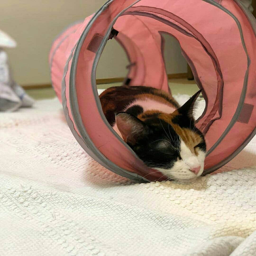 猫壱（ねこいち•ネコイチ）のインスタグラム