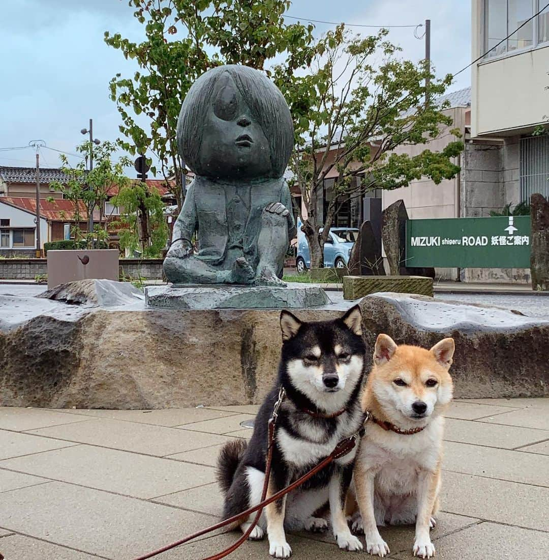 豆柴なつ&ふゆさんのインスタグラム写真 - (豆柴なつ&ふゆInstagram)「Memories of trip😊💕 旅の思い出😊💕松江城と水木しげるロード🌟  #松江城　#水木しげるロード #memories  #犬連れ旅行 #travel #四国中国旅行 #思い出 #旅行 #imabari #シバフル #わんダフォ #shibamania  #柴犬ライフ#pecoいぬ部 #shiba_snap  #instashiba#cutedogs  #柴犬#shiba #shibainu #shibastagram  #pecoいぬ部 #犬バカ部 #shibainumag_feature #instafollow #dogoftheday  #🐕📷 #theshibasociety  #柴#proudshibas  #柴犬マニア」10月8日 20時39分 - mameshiba.natsuinu56