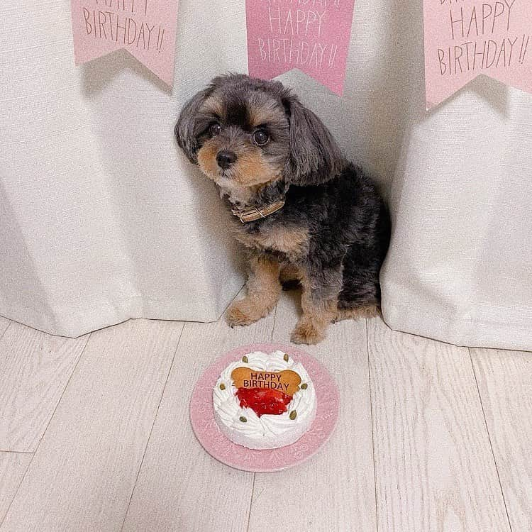 森戸知沙希さんのインスタグラム写真 - (森戸知沙希Instagram)「ぽんちゃん5歳になったよ🐶💖　 　　　　　　 　　　　　　 　　　　　　 #森戸知沙希  #愛犬との暮らし #愛犬のいる生活 #愛犬 #ぽんちゃん #誕生日 #誕生日ケーキ #バースデーケーキ #5歳  #カーテンにうもれてる  #笑  #写真撮られすぎて  #拗ねてる」10月8日 20時51分 - chisaki__morito.official