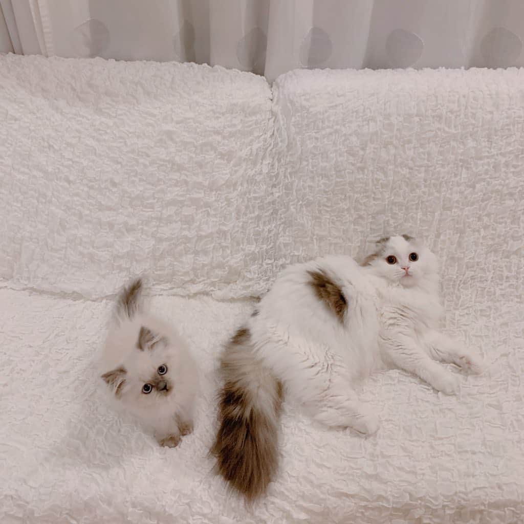 のんたのインスタグラム：「ぱんちゃんとぽるくん💗 年齢が近いふたりは距離も近く、とっても仲良し😉 何やらごにょごにょ内緒話みたいなのもしてて本当にかわいいです😍 ・ #scottishfold #catstagram_japan #catsofinstagram #cats_of_instagram#catoftheday #ilovemycat #bestmeow #catlover #cutecat #kittensofinstagram #cute #スコティッシュフォールド#エキゾチックロングヘア#exoticlonghair#exoticlonghairkitten#2monthsold」