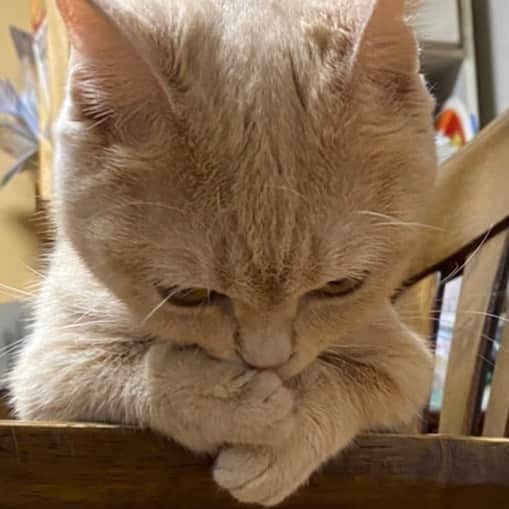 古市憲寿さんのインスタグラム写真 - (古市憲寿Instagram)「エリザベスが取れたはずなのに物憂げ。　#ニャンスタグラム　#悩む猫」10月8日 21時47分 - poe1985