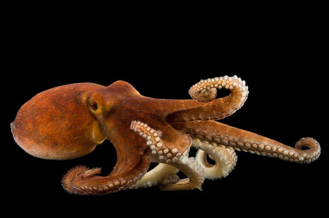 Joel Sartoreさんのインスタグラム写真 - (Joel SartoreInstagram)「This species may be known as the common octopus, but its nothing short of spectacular. A well studied species, researchers have found that this octopus is able to tell how bright an object is, distinguish between different shapes, and recognize patterns. They are also exceptionally clever, successfully removing screw-on lids from jars and even retrieving food from commercial lobster traps. Photo taken @gulfspecimenaquarium. #WorldOctopusDay​ ​#common #octopus #commonoctopus #clever #intelligent #tentacles #orange #PhotoArk #savetogether」10月8日 22時27分 - joelsartore