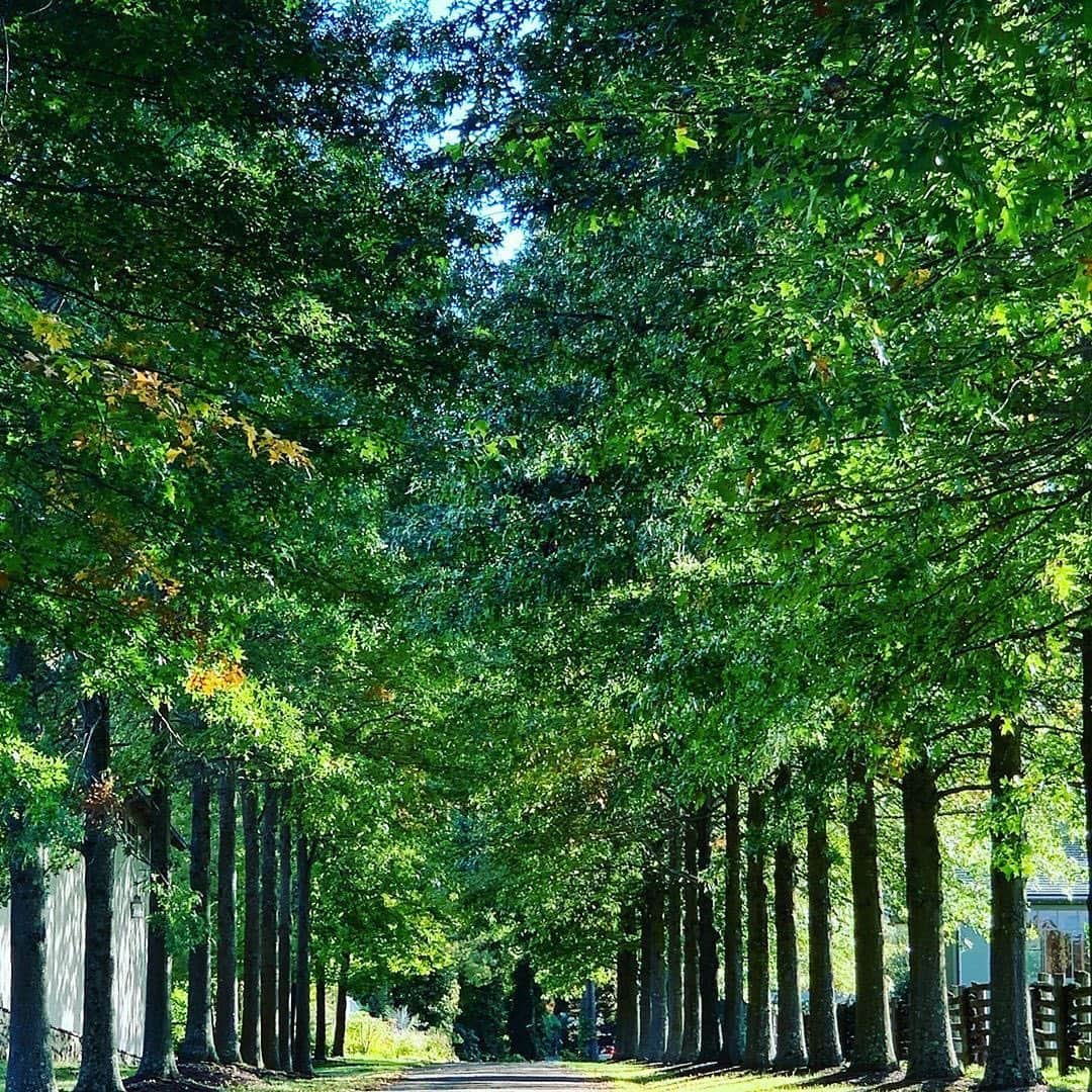 マーサ・スチュワートさんのインスタグラム写真 - (マーサ・スチュワートInstagram)「We love sharing snapshots taken on @marthastewart48's various Bedford grounds. Who wouldn't love to wake up to these morning sights? "When a long term friend comes to visit and takes amazing photos of your property you are obligated to post them! Thanks Kevin Sharkey @seenbysharkey. The foggy pictures are beautiful as are the crispy clear ones." - Martha. #regram via @marthastewart48」10月8日 22時20分 - marthastewart