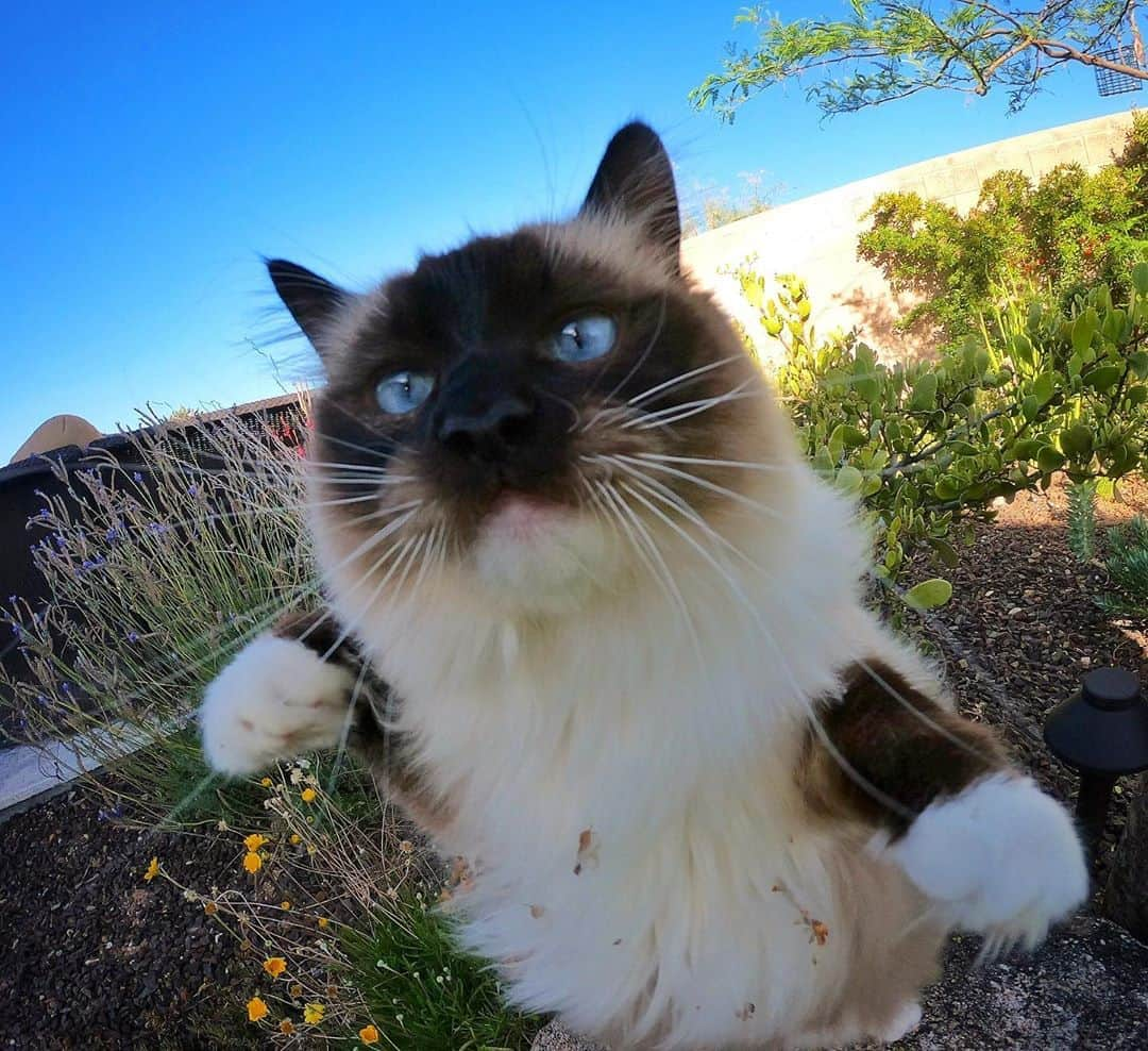 マニーのインスタグラム：「Whachusayboutmymamma 😼🥊 #GoPro #ragdoll」