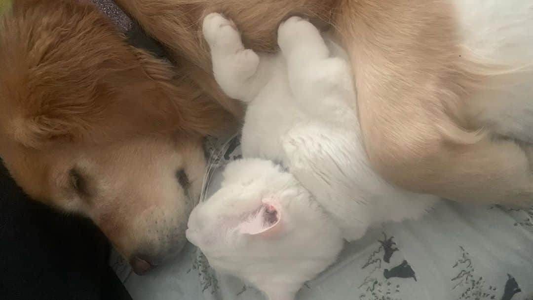 モヒートさんのインスタグラム写真 - (モヒートInstagram)「Have you EVER seen a more content cat? Happily purring in his sleep while being held by his Mojito. #catsofinstagram #specialneedscats #cuddles #goodmorning #purr #purrfect #love #goldenretriever #goldensofinstagram #cleveland #goldensofig #pet #petsofinstagram #floof #giantcat #polydactylcat #catsanddogs #sleep #dogsofinstagram #doglover」10月8日 23時29分 - mojito_rose_family