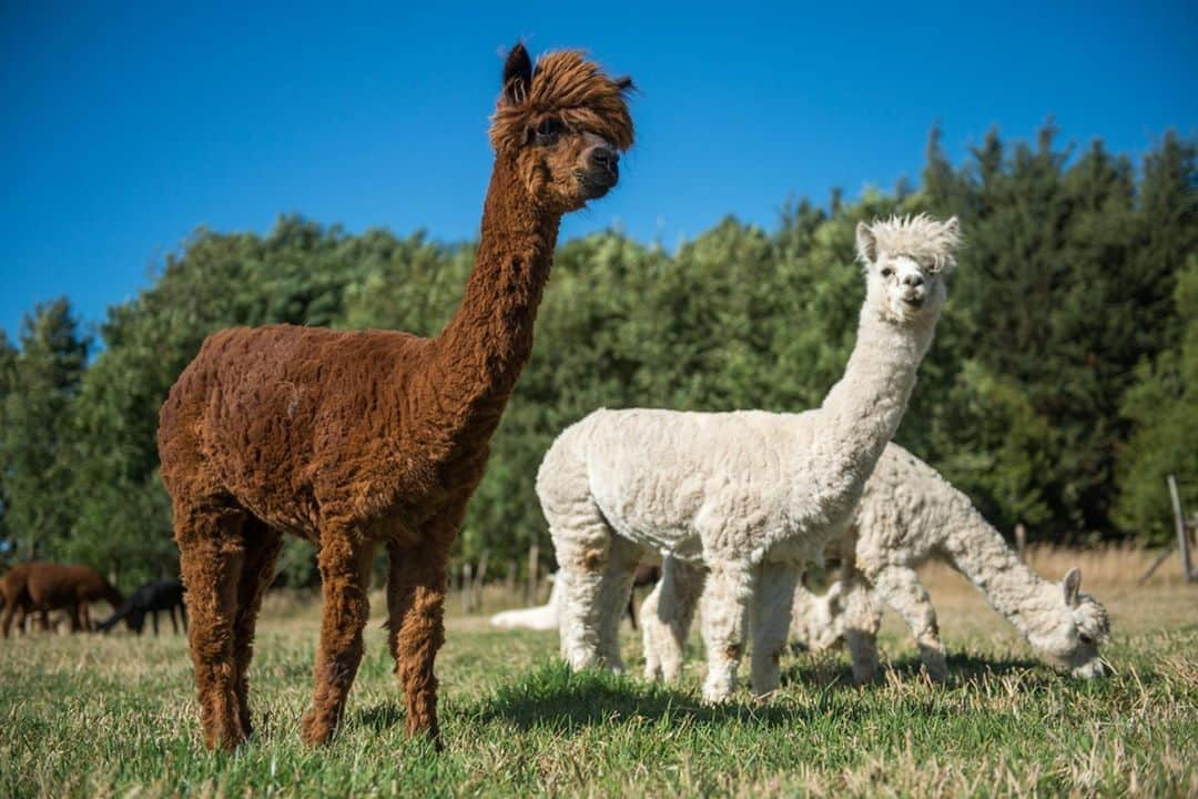 アニマルプラネットさんのインスタグラム写真 - (アニマルプラネットInstagram)「Did you know alpacas are domesticated members of the camel family? Their existence dates back centuries before the Incas, when Andean people raised the species for their wool coats. #pictureoftheday . . . . . . . .  #alpaca #alpcas #andean #inca #incas #southamerica #southamericananimals #animalplanet #photooftheday」10月9日 0時00分 - animalplanet