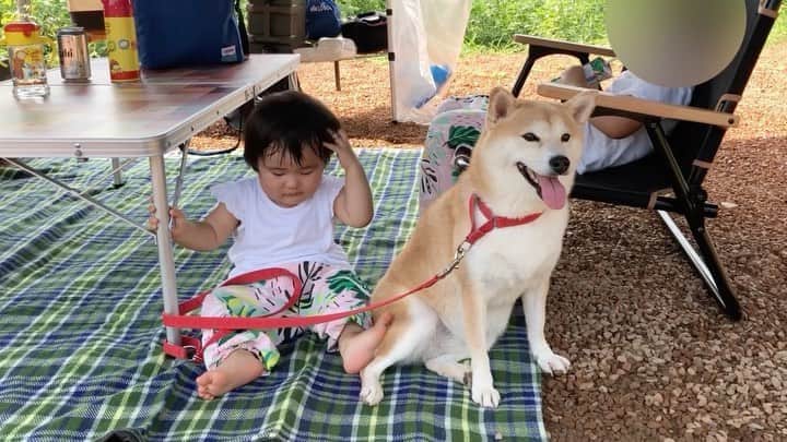 Moguのインスタグラム：「. は〜やっぱアウトドアなの。 #外が好き #野生の血が…騒いでなかった #ただ外が好き #しかし家でも外でももぐの周りは騒がしいわ #犬とキャンプ #柴犬とキャンプ #camping . @the_shiba_mogu  #柴犬 #shibainu #shiba#赤柴 #redshiba#犬 #dog#しばいぬ#nannydog#犬と子供#子供と犬#柴犬と子供#柴#赤ちゃんと犬#犬と赤ちゃん#柴犬と赤ちゃん#赤ちゃんと柴犬#柴犬のいる暮らし#子守犬」