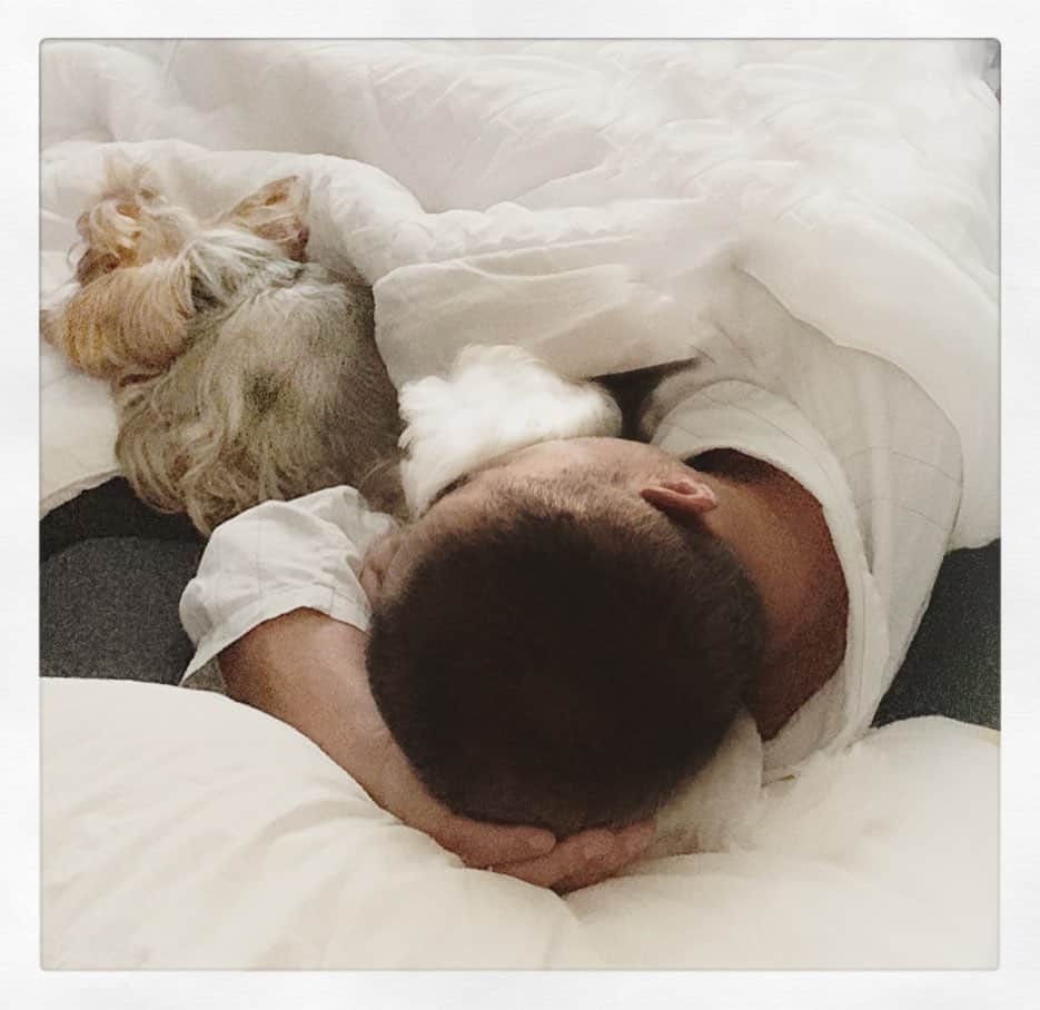 Kodie Bearさんのインスタグラム写真 - (Kodie BearInstagram)「🤫📸Guess who snuggled up in between Daddy and Kodie? A CottonBall ☁️💛」10月9日 0時41分 - kodietheyorkie