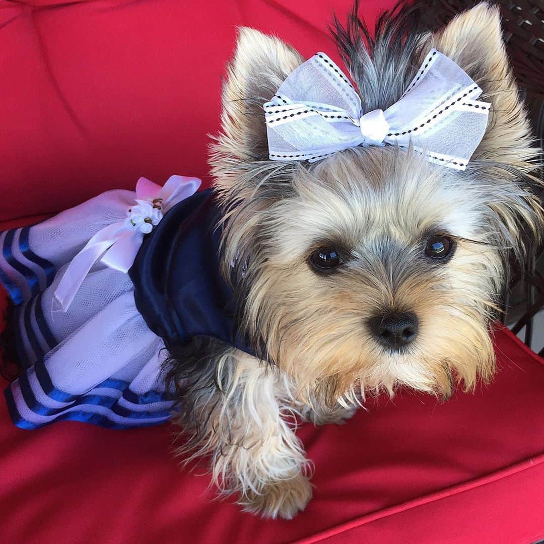 さんのインスタグラム写真 - (Instagram)「Allie 💭 I was just a little shy of 6 months old here! 😍♥️🥰👶🏻🍼Mommy wishes she can turn back the time! ♥️🥰❌⭕️ #BabyMe #PuppyLove #TBT  #DailyDoseOfCute #CutePuppy」10月9日 1時01分 - happyyorkiefamily