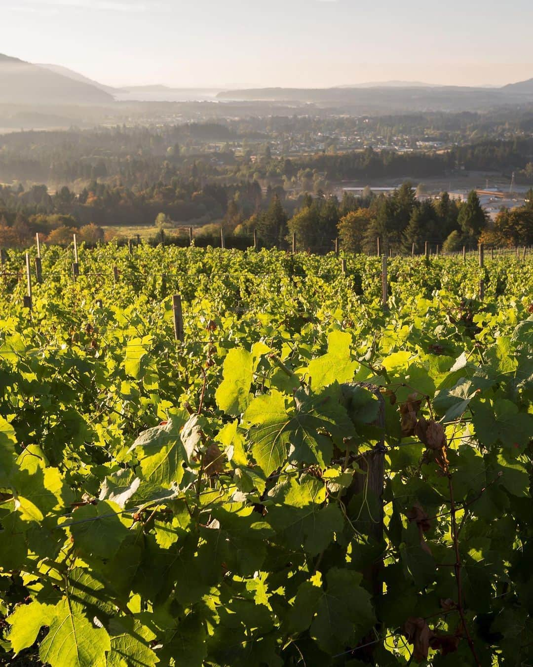 Explore Canadaさんのインスタグラム写真 - (Explore CanadaInstagram)「Today’s #CanadaSpotlight is on Canada’s wine regions!⁠⠀ . ⁠⠀ Across the varied landscape of our vast country, you’ll find grapes of all types and vineyards that are committed to turning them into the most delicious beverages you’ve ever tasted. Here’s our quick guide to four of our favourite wine regions:⁠⠀ ⁠⠀ ☀️ The sun-drenched Okanagan Valley in British Columbia is home to over 120 world-class wineries, with endless varieties sip. If wine isn’t your thing, the area is also well-known for its local fruit stands and cideries too!⁠⠀ 🍾 The Annapolis Valley, Nova Scotia, has 18 different wineries offering the unique flavours distinct to this cooler wine climate. This region even has a signature wine, Tidal Bay, and was one of the first areas to cultivate grapes in North America in the 1600s.⁠⠀ 🍷 The Cowichan Valley is in the southwest portion of Vancouver Island, British Columbia. Here, vineyards have spurred a whole culinary movement, with top-quality food, beer and more being produced. Popular wine varieties from this region include pinot noir and pinot gris, as well as sparkling and fruit wines all grown by small, family-owned operations.⁠⠀ 🍇 Renowned for its breathtaking scenery as well as its robust and flavourful wines, the Niagara Peninsula is one of Canada’s most well-known wine regions. Extending from Niagara-on-the-Lake to Grimsby, the area is characterized by soil perfect for producing the sweet ice wines that it’s famous for.⁠⠀ ⁠⠀ ⁠⠀ While you may not be able to travel to these locations right now, you can still source some incredible Canadian wine wherever you are, until we’re able to welcome you in person. Cheers! 🥂 #ExploreCanada⁠ #CanadaNice⁠⠀ ⁠ *Know before you go! Check the most up-to-date travel restrictions and border closures before planning your trip and if you're travelling in Canada, download the COVID Alert app to your mobile device.*⁠⠀ ⁠⠀ 📷: ⁠⠀ ⁠⠀ 1. @explorecanada⁠⠀ 2. @visitnovascotia & George Simhoni⁠⠀ 3. @hellobc & Boomer Jerritt⁠⠀ 4. @foodgressing⁠⠀ ⁠⠀ 📍: ⁠⠀ ⁠ 1. @hellobc ⁠⠀ 2. @visitnovascotia⁠⠀ 3. @tourismvancouverisland, @hellobc⁠⠀ 4. @ontariotravel⁠⠀ ⁠⠀ #ExploreVancouverIsland #ExploreBC #DiscoverOntario #VisitNovaScotia」10月9日 1時11分 - explorecanada