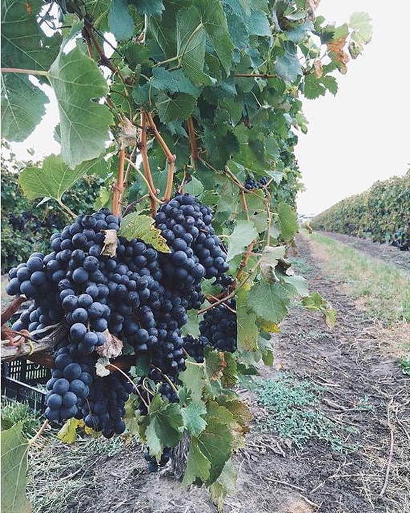 Explore Canadaさんのインスタグラム写真 - (Explore CanadaInstagram)「Today’s #CanadaSpotlight is on Canada’s wine regions!⁠⠀ . ⁠⠀ Across the varied landscape of our vast country, you’ll find grapes of all types and vineyards that are committed to turning them into the most delicious beverages you’ve ever tasted. Here’s our quick guide to four of our favourite wine regions:⁠⠀ ⁠⠀ ☀️ The sun-drenched Okanagan Valley in British Columbia is home to over 120 world-class wineries, with endless varieties sip. If wine isn’t your thing, the area is also well-known for its local fruit stands and cideries too!⁠⠀ 🍾 The Annapolis Valley, Nova Scotia, has 18 different wineries offering the unique flavours distinct to this cooler wine climate. This region even has a signature wine, Tidal Bay, and was one of the first areas to cultivate grapes in North America in the 1600s.⁠⠀ 🍷 The Cowichan Valley is in the southwest portion of Vancouver Island, British Columbia. Here, vineyards have spurred a whole culinary movement, with top-quality food, beer and more being produced. Popular wine varieties from this region include pinot noir and pinot gris, as well as sparkling and fruit wines all grown by small, family-owned operations.⁠⠀ 🍇 Renowned for its breathtaking scenery as well as its robust and flavourful wines, the Niagara Peninsula is one of Canada’s most well-known wine regions. Extending from Niagara-on-the-Lake to Grimsby, the area is characterized by soil perfect for producing the sweet ice wines that it’s famous for.⁠⠀ ⁠⠀ ⁠⠀ While you may not be able to travel to these locations right now, you can still source some incredible Canadian wine wherever you are, until we’re able to welcome you in person. Cheers! 🥂 #ExploreCanada⁠ #CanadaNice⁠⠀ ⁠ *Know before you go! Check the most up-to-date travel restrictions and border closures before planning your trip and if you're travelling in Canada, download the COVID Alert app to your mobile device.*⁠⠀ ⁠⠀ 📷: ⁠⠀ ⁠⠀ 1. @explorecanada⁠⠀ 2. @visitnovascotia & George Simhoni⁠⠀ 3. @hellobc & Boomer Jerritt⁠⠀ 4. @foodgressing⁠⠀ ⁠⠀ 📍: ⁠⠀ ⁠ 1. @hellobc ⁠⠀ 2. @visitnovascotia⁠⠀ 3. @tourismvancouverisland, @hellobc⁠⠀ 4. @ontariotravel⁠⠀ ⁠⠀ #ExploreVancouverIsland #ExploreBC #DiscoverOntario #VisitNovaScotia」10月9日 1時11分 - explorecanada