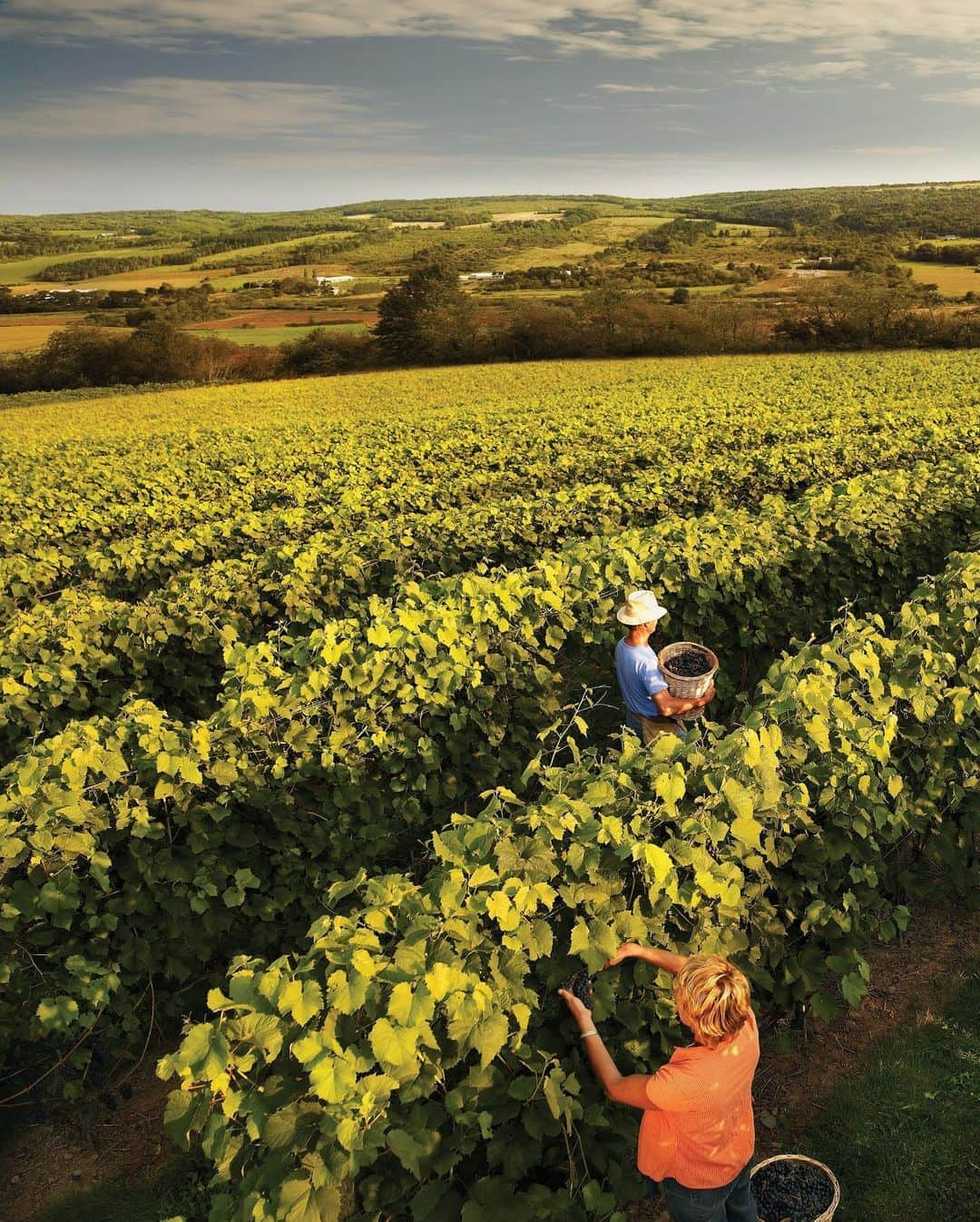 Explore Canadaさんのインスタグラム写真 - (Explore CanadaInstagram)「Today’s #CanadaSpotlight is on Canada’s wine regions!⁠⠀ . ⁠⠀ Across the varied landscape of our vast country, you’ll find grapes of all types and vineyards that are committed to turning them into the most delicious beverages you’ve ever tasted. Here’s our quick guide to four of our favourite wine regions:⁠⠀ ⁠⠀ ☀️ The sun-drenched Okanagan Valley in British Columbia is home to over 120 world-class wineries, with endless varieties sip. If wine isn’t your thing, the area is also well-known for its local fruit stands and cideries too!⁠⠀ 🍾 The Annapolis Valley, Nova Scotia, has 18 different wineries offering the unique flavours distinct to this cooler wine climate. This region even has a signature wine, Tidal Bay, and was one of the first areas to cultivate grapes in North America in the 1600s.⁠⠀ 🍷 The Cowichan Valley is in the southwest portion of Vancouver Island, British Columbia. Here, vineyards have spurred a whole culinary movement, with top-quality food, beer and more being produced. Popular wine varieties from this region include pinot noir and pinot gris, as well as sparkling and fruit wines all grown by small, family-owned operations.⁠⠀ 🍇 Renowned for its breathtaking scenery as well as its robust and flavourful wines, the Niagara Peninsula is one of Canada’s most well-known wine regions. Extending from Niagara-on-the-Lake to Grimsby, the area is characterized by soil perfect for producing the sweet ice wines that it’s famous for.⁠⠀ ⁠⠀ ⁠⠀ While you may not be able to travel to these locations right now, you can still source some incredible Canadian wine wherever you are, until we’re able to welcome you in person. Cheers! 🥂 #ExploreCanada⁠ #CanadaNice⁠⠀ ⁠ *Know before you go! Check the most up-to-date travel restrictions and border closures before planning your trip and if you're travelling in Canada, download the COVID Alert app to your mobile device.*⁠⠀ ⁠⠀ 📷: ⁠⠀ ⁠⠀ 1. @explorecanada⁠⠀ 2. @visitnovascotia & George Simhoni⁠⠀ 3. @hellobc & Boomer Jerritt⁠⠀ 4. @foodgressing⁠⠀ ⁠⠀ 📍: ⁠⠀ ⁠ 1. @hellobc ⁠⠀ 2. @visitnovascotia⁠⠀ 3. @tourismvancouverisland, @hellobc⁠⠀ 4. @ontariotravel⁠⠀ ⁠⠀ #ExploreVancouverIsland #ExploreBC #DiscoverOntario #VisitNovaScotia」10月9日 1時11分 - explorecanada