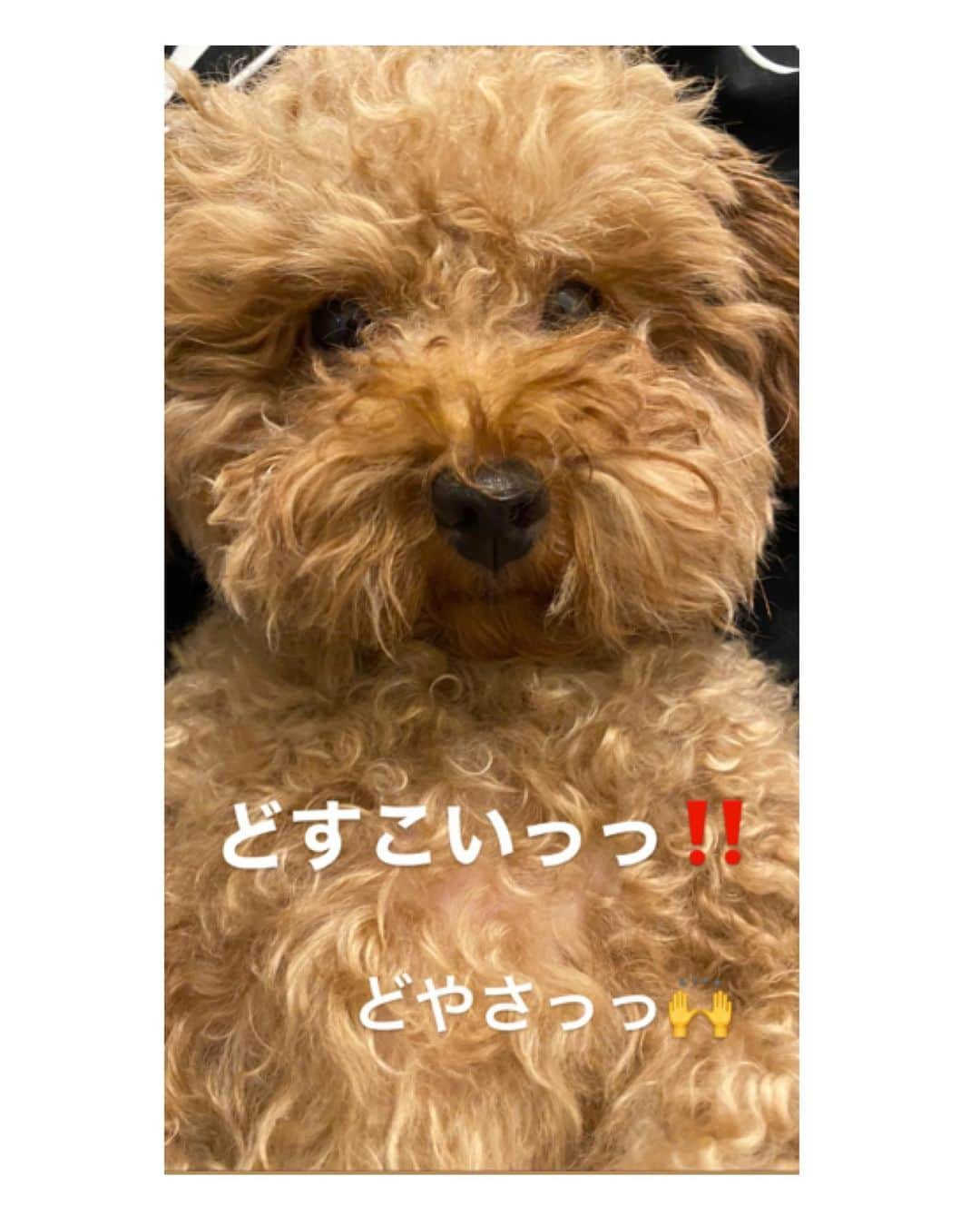 岡田祐佳さんのインスタグラム写真 - (岡田祐佳Instagram)「かわいい！  可愛い？！  可愛いか？？  可愛いのかしー子よ🐩？  写真4枚あるので 右へシャーッて送ってみて下さい。  恐るべし…😱  #トイプードル #トイプードルレッド #トイプードル女の子 #ティーカッププードル #teecappoodle #犬もコロナ太り #毛が伸びた だけ？w #どすこい #どやさ #コロナ #コロナ対策」10月9日 1時39分 - yukachin719