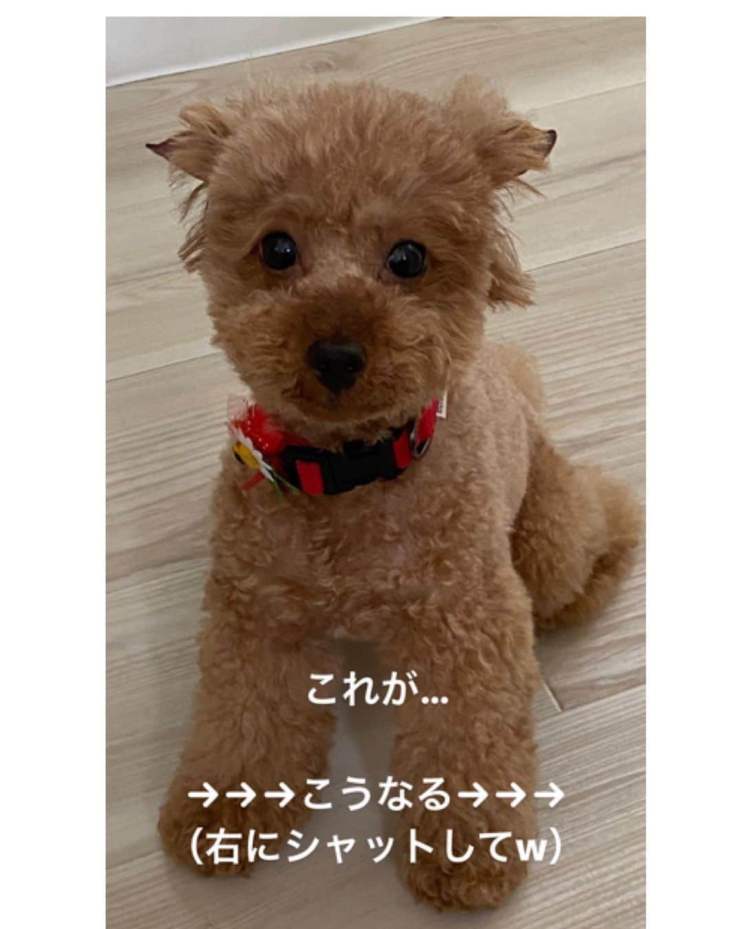 岡田祐佳のインスタグラム：「かわいい！  可愛い？！  可愛いか？？  可愛いのかしー子よ🐩？  写真4枚あるので 右へシャーッて送ってみて下さい。  恐るべし…😱  #トイプードル #トイプードルレッド #トイプードル女の子 #ティーカッププードル #teecappoodle #犬もコロナ太り #毛が伸びた だけ？w #どすこい #どやさ #コロナ #コロナ対策」