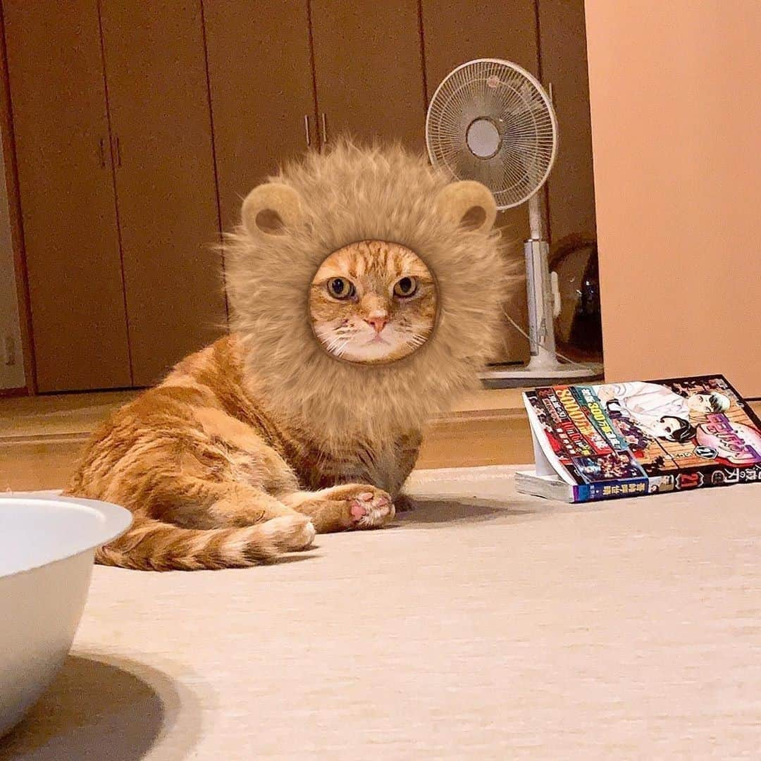 Aww Clubさんのインスタグラム写真 - (Aww ClubInstagram)「Lion chataro🦁⠀ ⠀ 📷@amaccho5160⠀ ⠀ #meowed #amaccho5160 #munchkin #茶トラ #短足 #japan #🇯🇵」10月9日 2時01分 - meowed