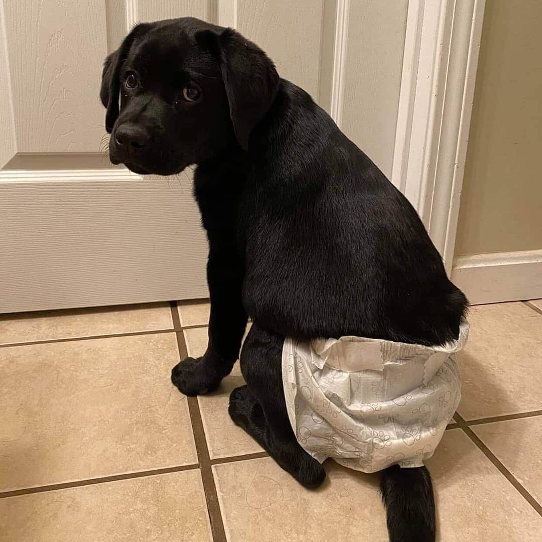 World of Labradors!さんのインスタグラム写真 - (World of Labradors!Instagram)「This sweet puppy named Tiller has what's called an ectopic ureter, which means she is leaking urine everywhere all the time. Her former owner could not keep up with the care Tiller needs nor afford the specialty surgery to fix her bladder, and made the appointment to put her down. But right before she did, she contacted Lucky Lab Rescue and Adoption asking for help. The rescue has a fantastic foster volunteer taking care of Tiller and hopes to be able to raise the funds to schedule her surgery soon. Please consider donating through Waggle at the link in our bio so Tiller can start a new life and find her forever home.  Waggle is an amazing organization that carefully evaluates each campaign and administers the funds directly to the vet working with rescue. Any funds raised in excess of the goal get put towards other pets needing help on the site.」10月9日 2時14分 - worldoflabs