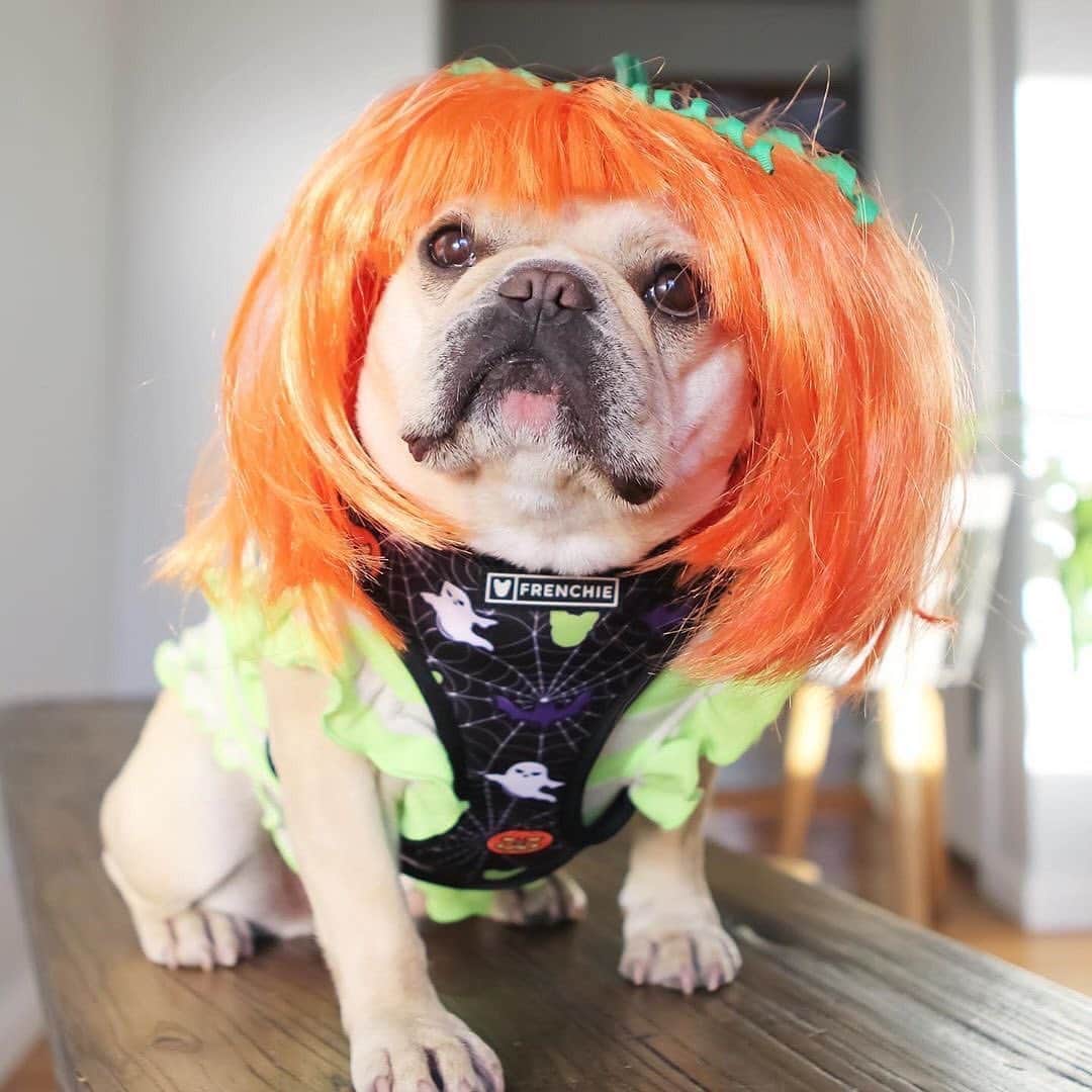 Regeneratti&Oliveira Kennelさんのインスタグラム写真 - (Regeneratti&Oliveira KennelInstagram)「Too soon?! 🎃👻🦇🕷 @murrow_the_frenchie  . . . Shop  @frenchie_bulldog ⚡️THE COOLEST⚡️ swag for your pup! 🎁 Get 10% off  with code FRENCHIES.1 🐾  . . . . .  #frenchiepetsupply #friendchie #friendswithfrenchie #friendchiefamily #spookyfrenchies #dogsofminnesota #halloween🎃 #halloweencostume #spookyseason #dogsincostumes #frenchiesofinstagram #frenchiesofig #dogspfmsp  #frenchies1」10月9日 2時23分 - jmarcoz