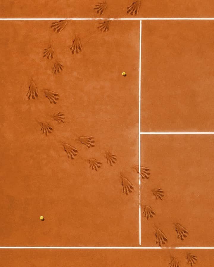 のインスタグラム：「This year is different but there’s always a crocodile on the @rolandgarros tennis courts. 🐊 #RolandGarros #TeamLacoste」