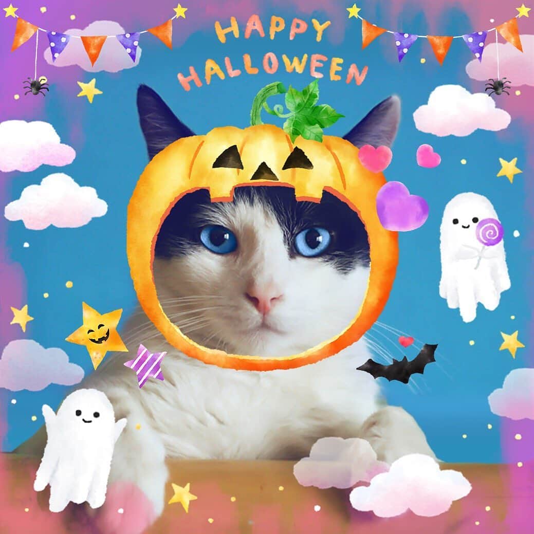 LINE Cameraさんのインスタグラム写真 - (LINE CameraInstagram)「Halloween stamps in a watercolor style🎃Paint your pics with spooky designs💜🧡 . #linecamera #lineカメラ #라인카메라 #かわいい #可愛い #kawaii #cute #ハロウィン #ハロウィーン #halloween #할로윈 #watercolor #水彩 #トリックオアトリート #trickortreat #spooky #fall #スタンプ #stamp #stamps #ステッカー #stickers #sticker」10月9日 12時05分 - linecamera_official