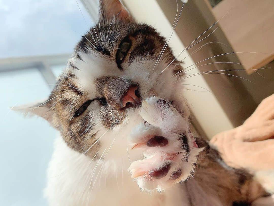 山崎智花さんのインスタグラム写真 - (山崎智花Instagram)「お風呂にゃんこ🛁*。  #にゃんこ #愛猫 #ねこのいる生活 #猫と暮らす #ネコ好きさんと繋がりたい #老猫 #老猫のいる生活 #猫がいる幸せ #ペットは家族 #ネコすたぐらむ #親バカ飼い主」10月9日 12時13分 - yamasaki_tomoka